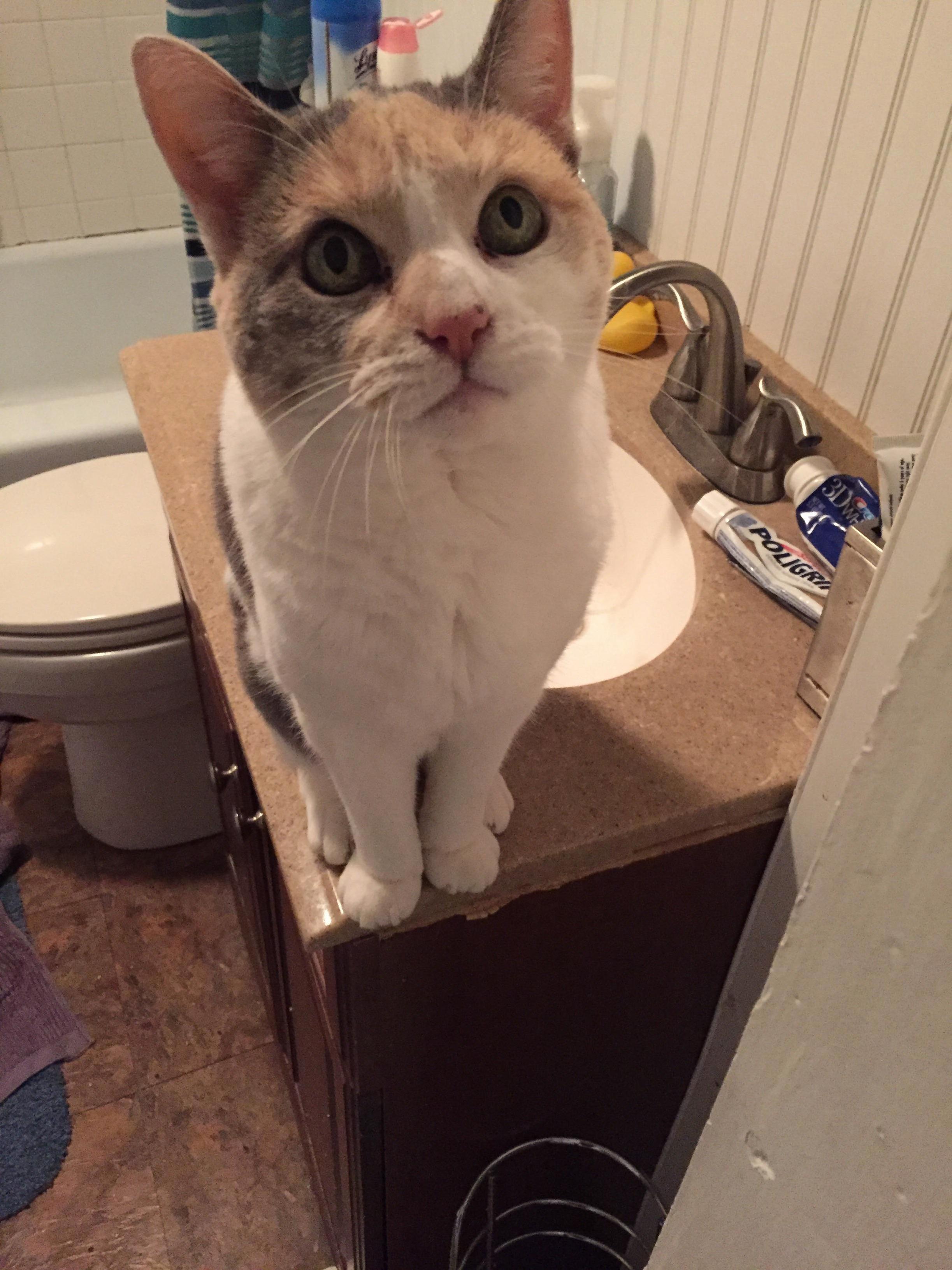 My Cat Morgan She Is 18 but She Has Inoperable Tumors Inside of Her. Just Figured to Show Her One Last Time.