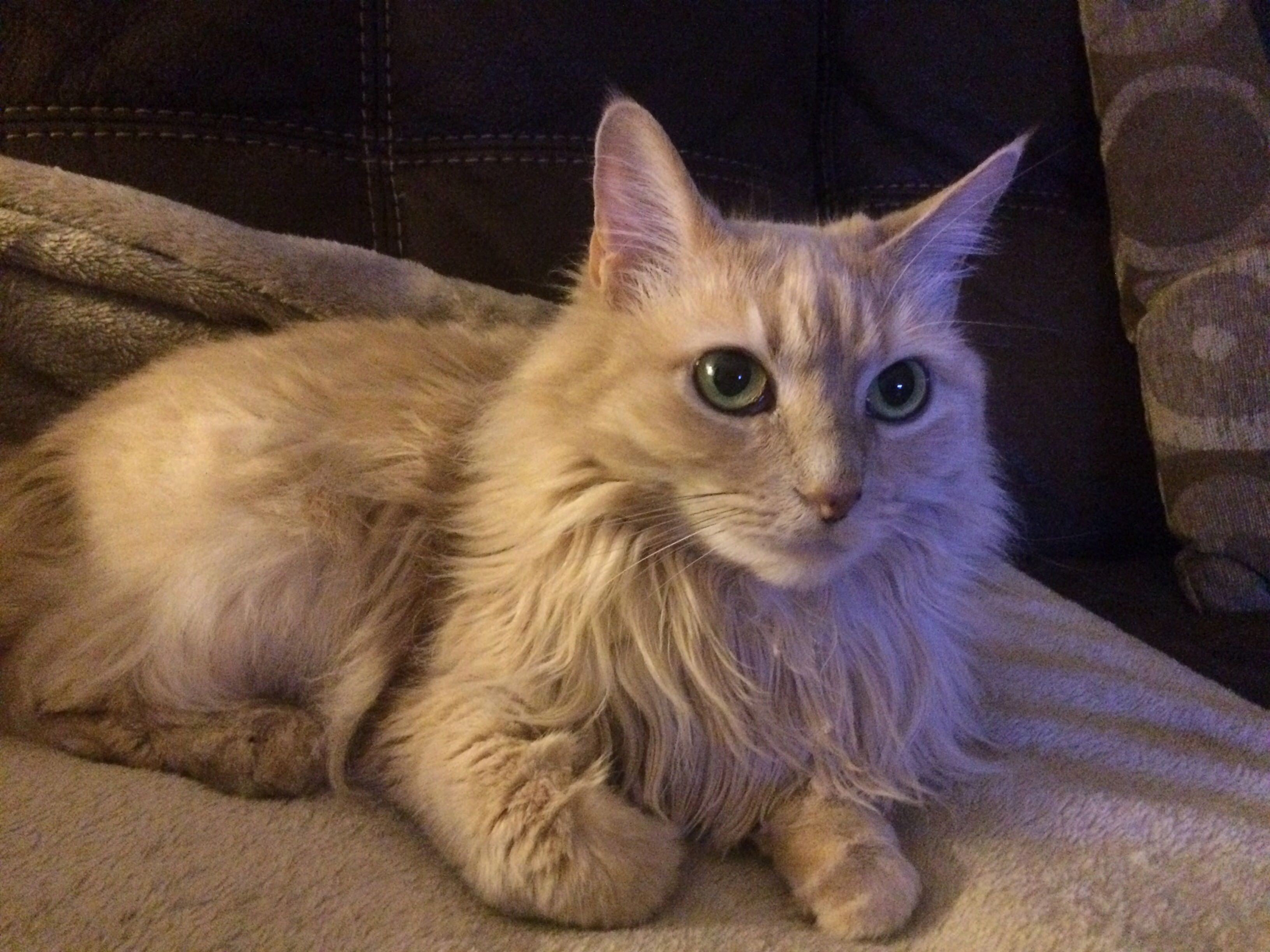 My Cat