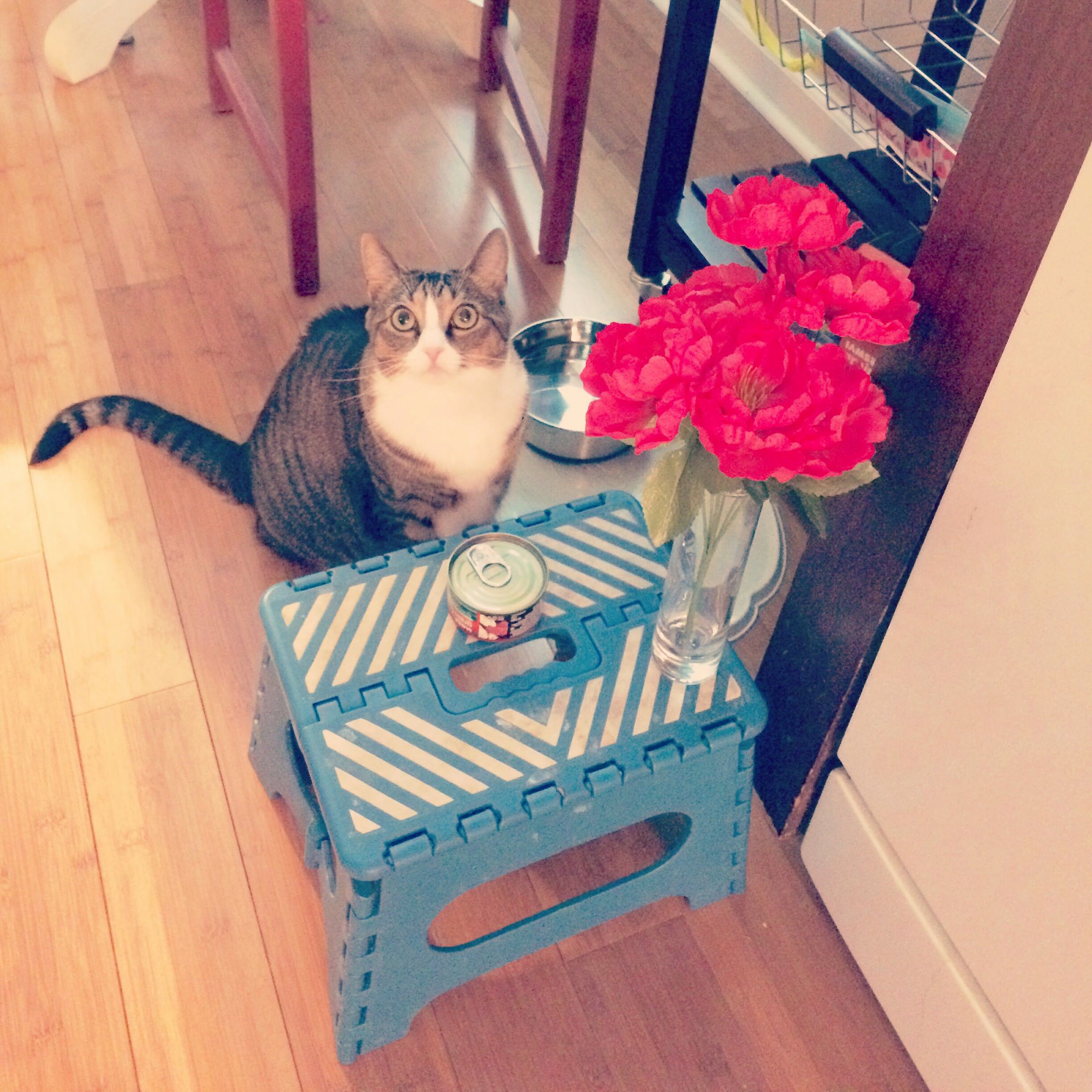 My Daughter Set a Table for Cherrycat