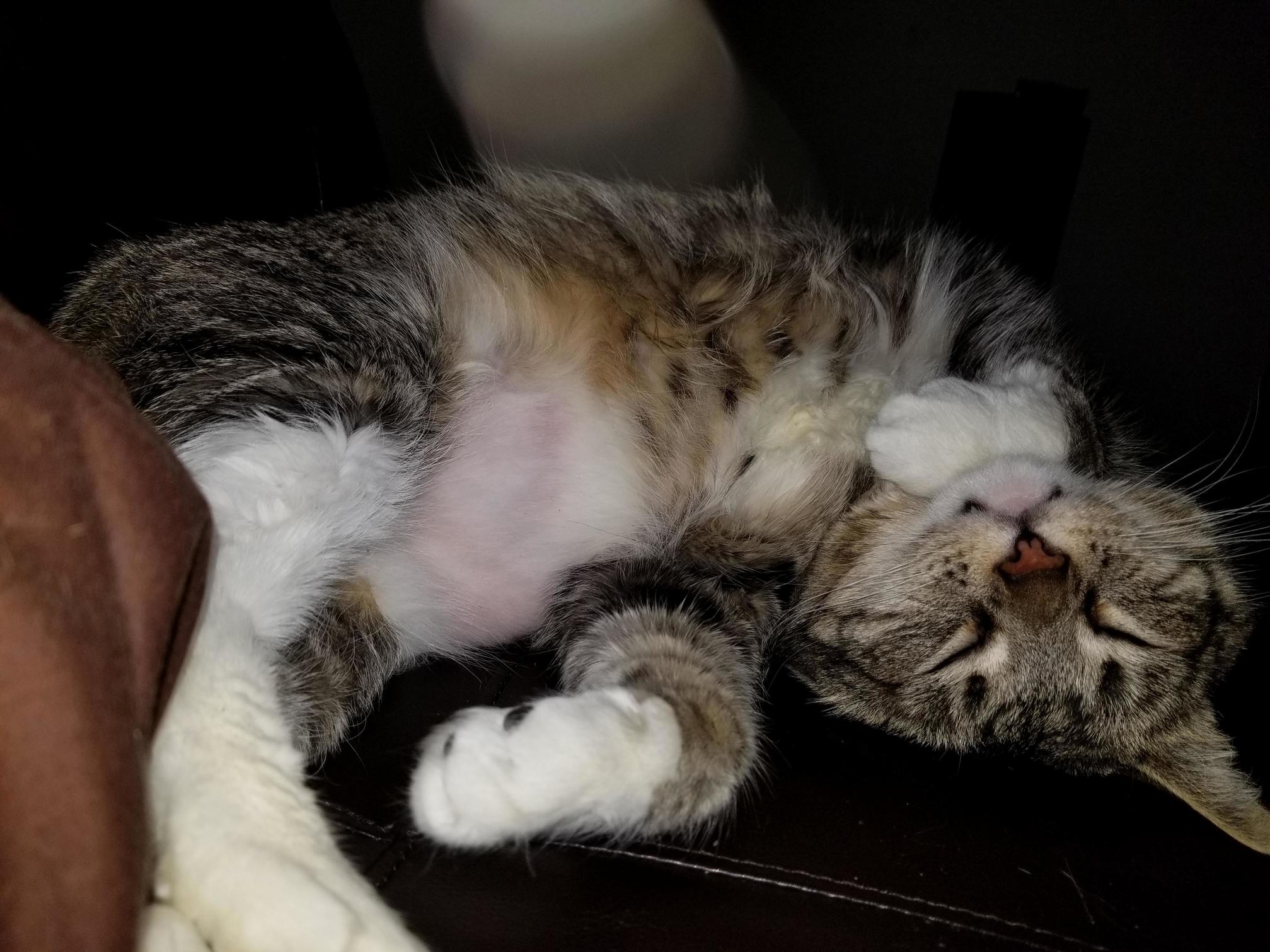 My Female Cat Fred Taking a Nap.