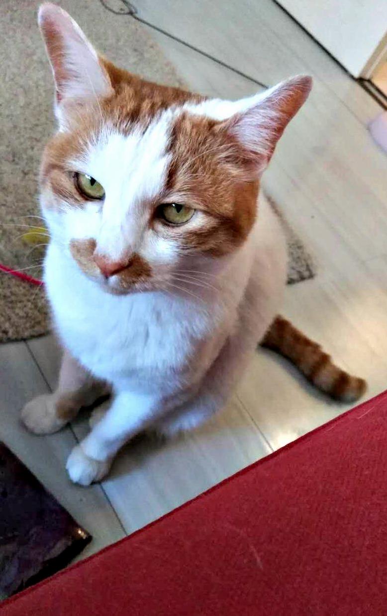 My Foster Cat Got to My Lap When I Got Home Before He Did