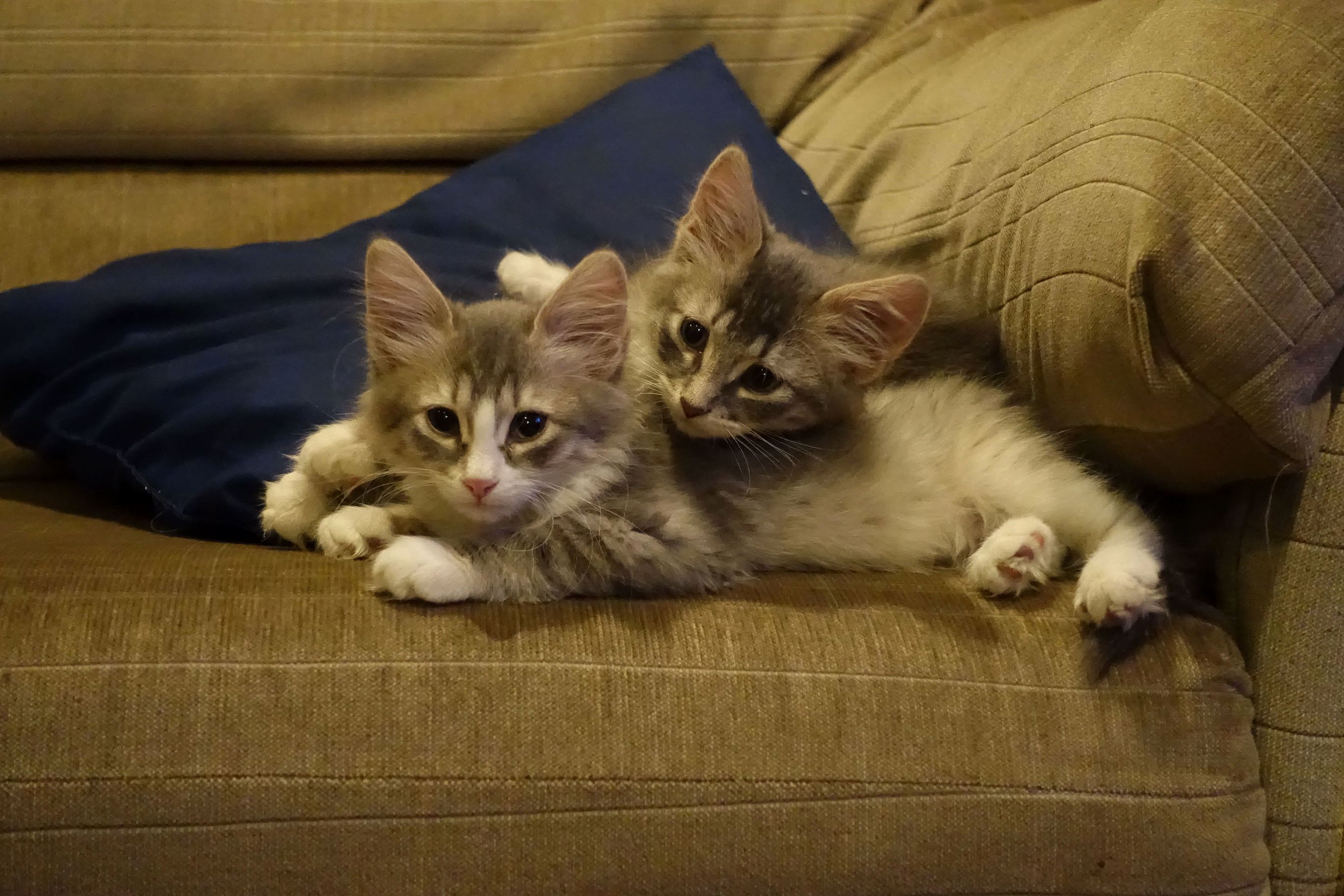 My Foster Twins Fuzz and Fizzy