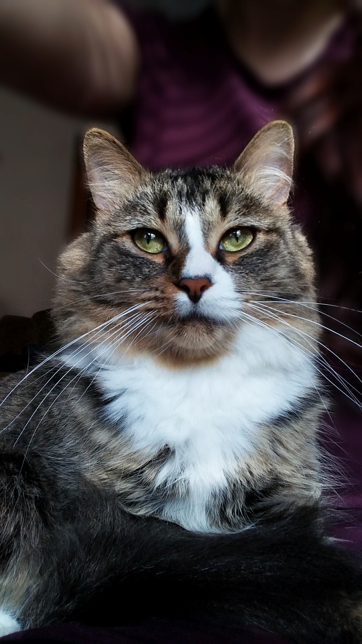 My Fur Baby My Best Friend. Anyone Have Any Spare Pets for My Majestifloof