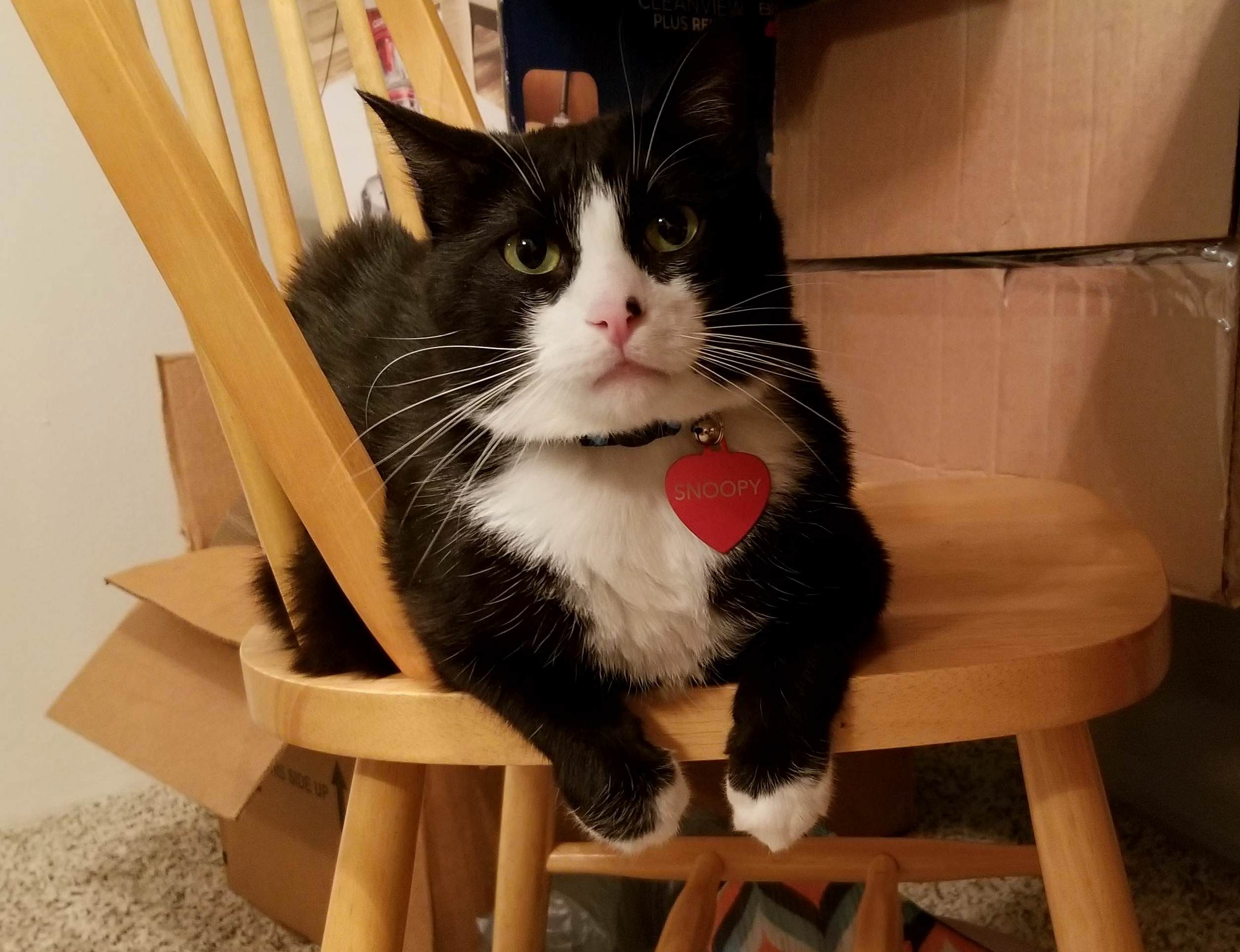 My Handsome Buddy Snoopy Likes to Relax at the Table with Me Sometimes