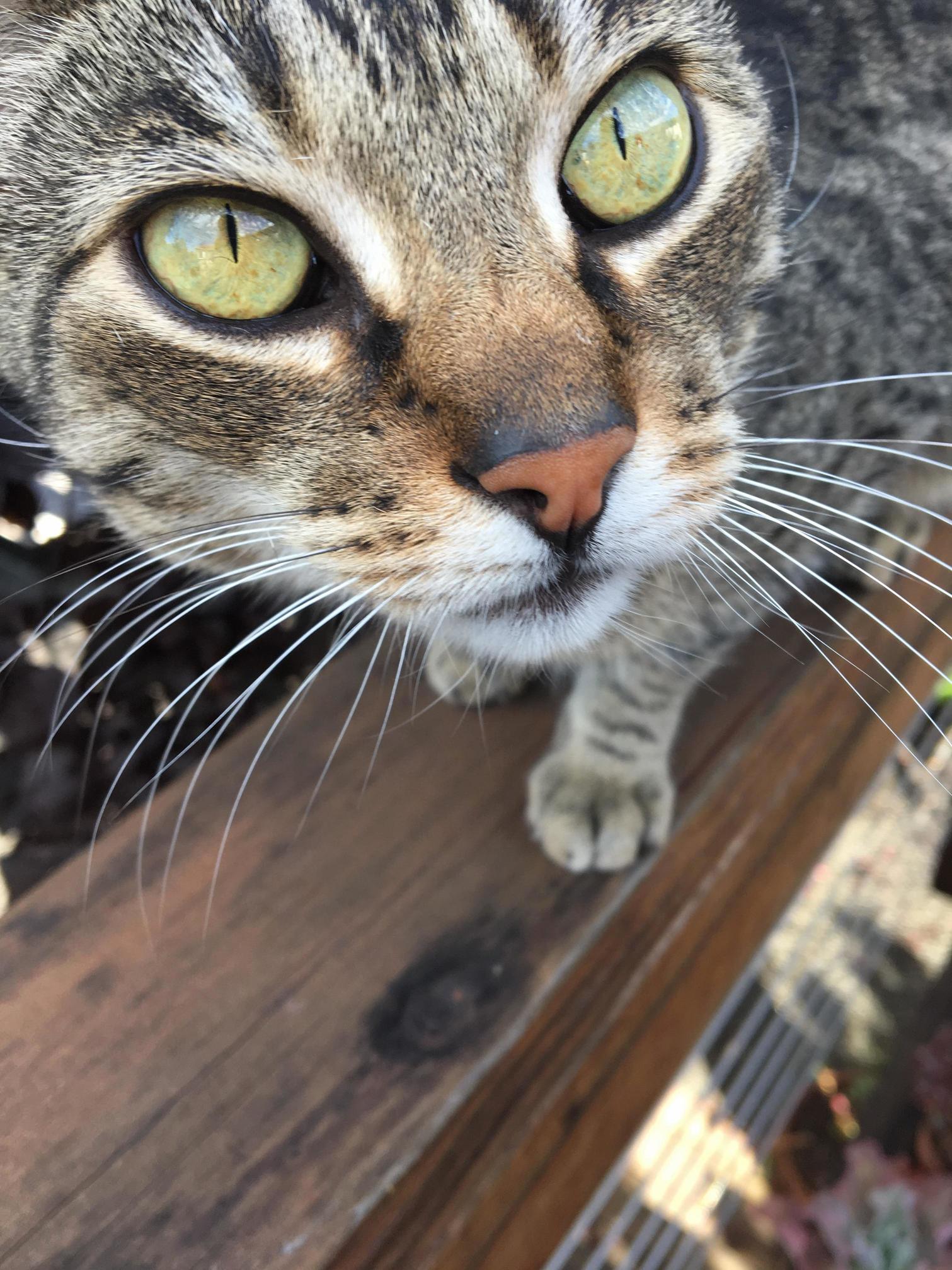 My Handsome Tabby Is V Photogenic