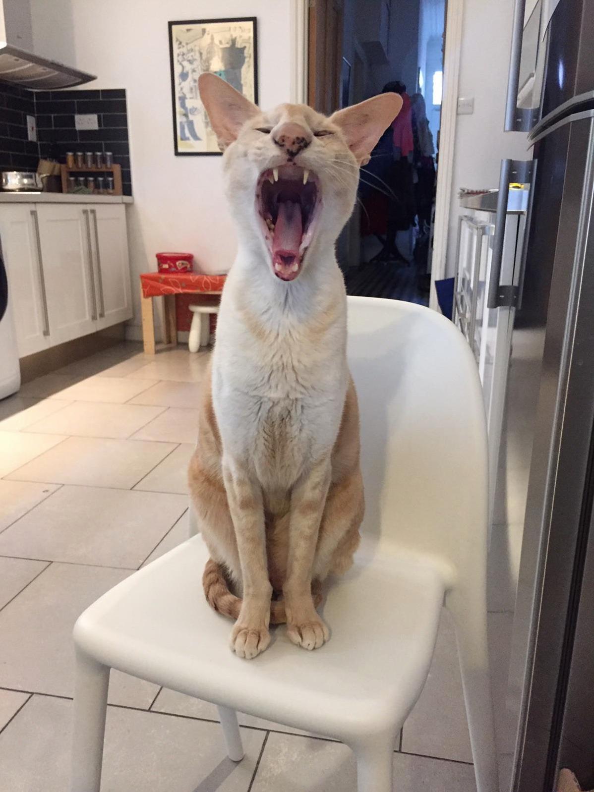 My Husband Sends Photos of Our Cat Big Boy to His Friend Whos Frightened of Cats