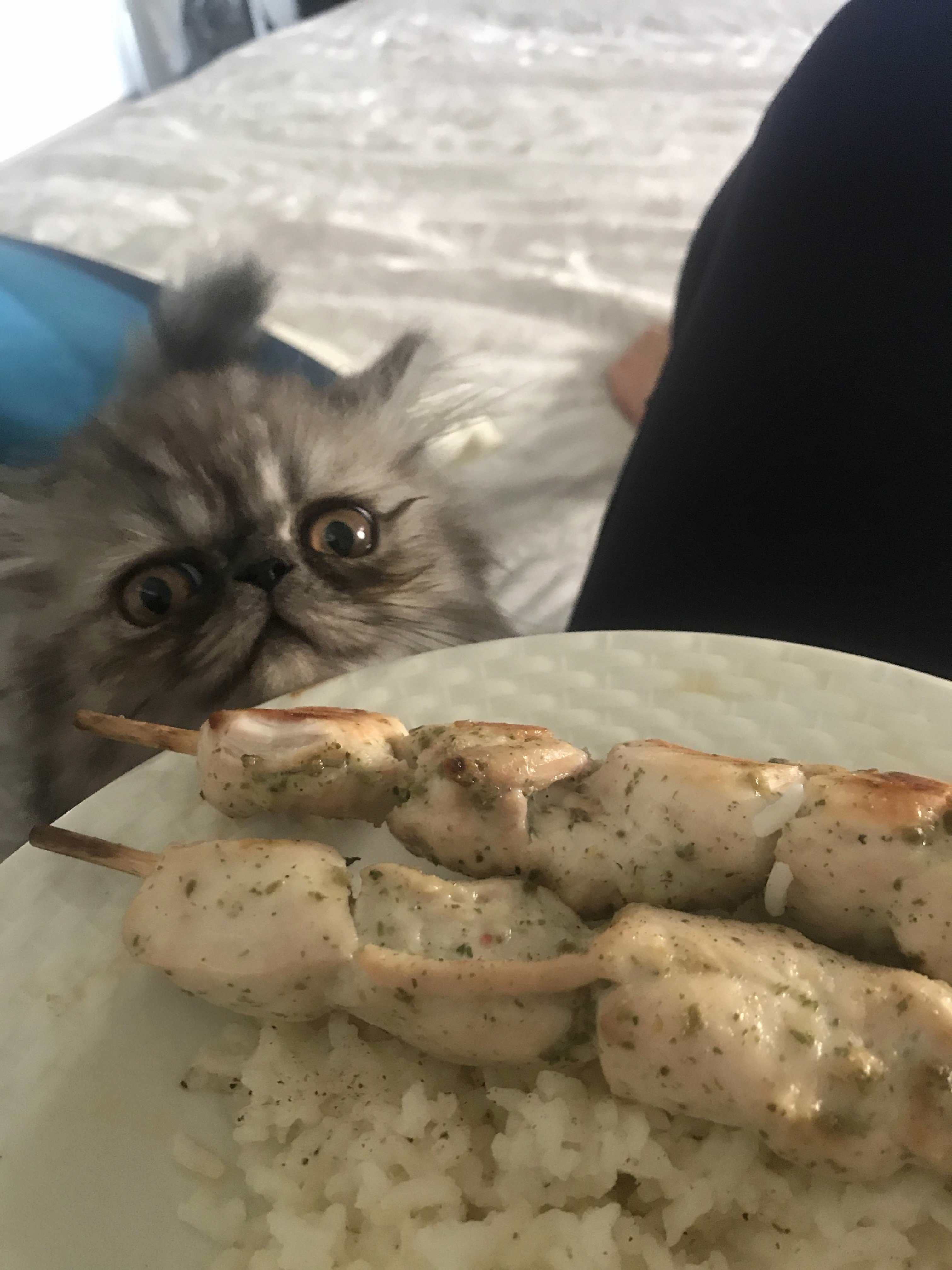 My Kitten Wants Bbq.