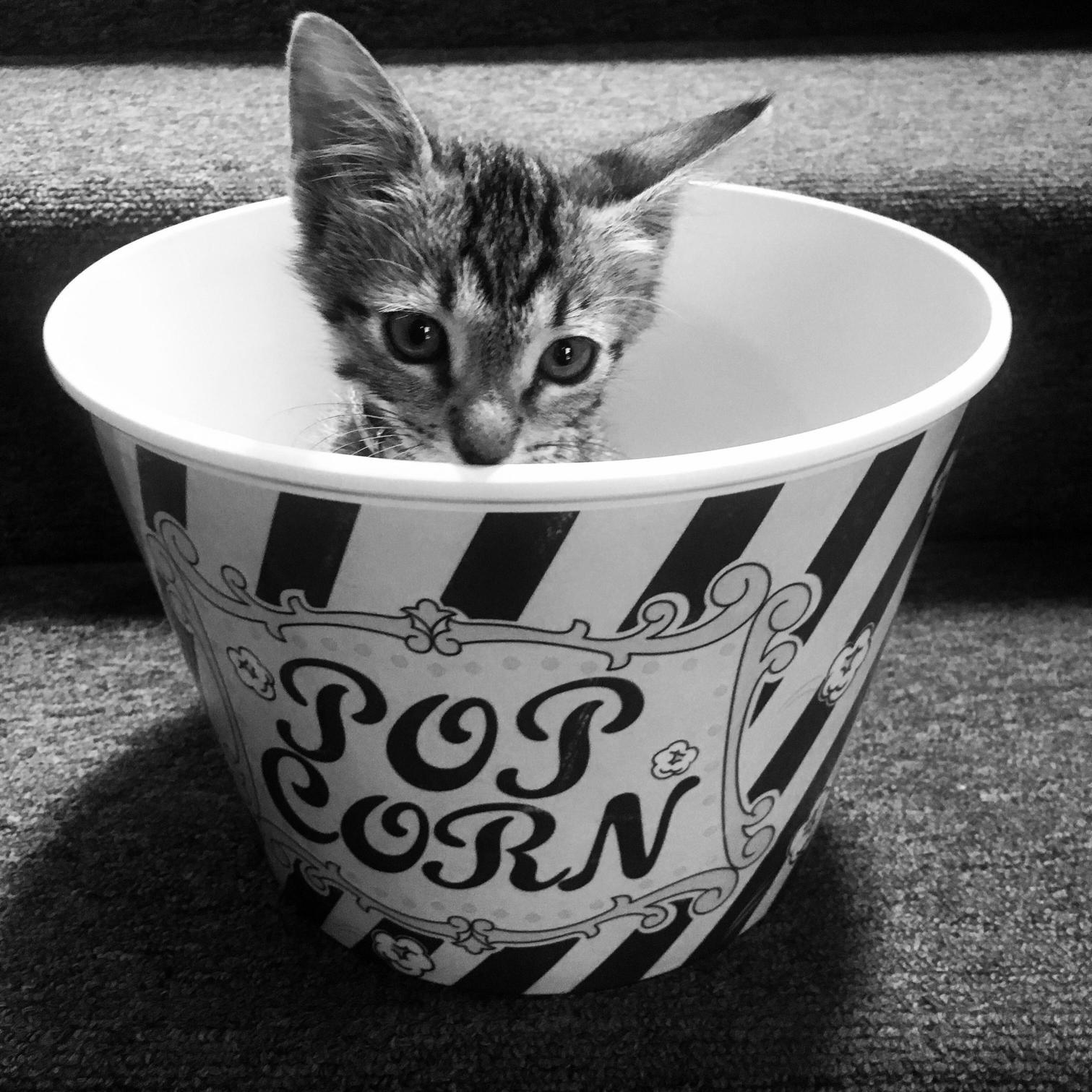 My Little Man Getting Ready for a Movie.