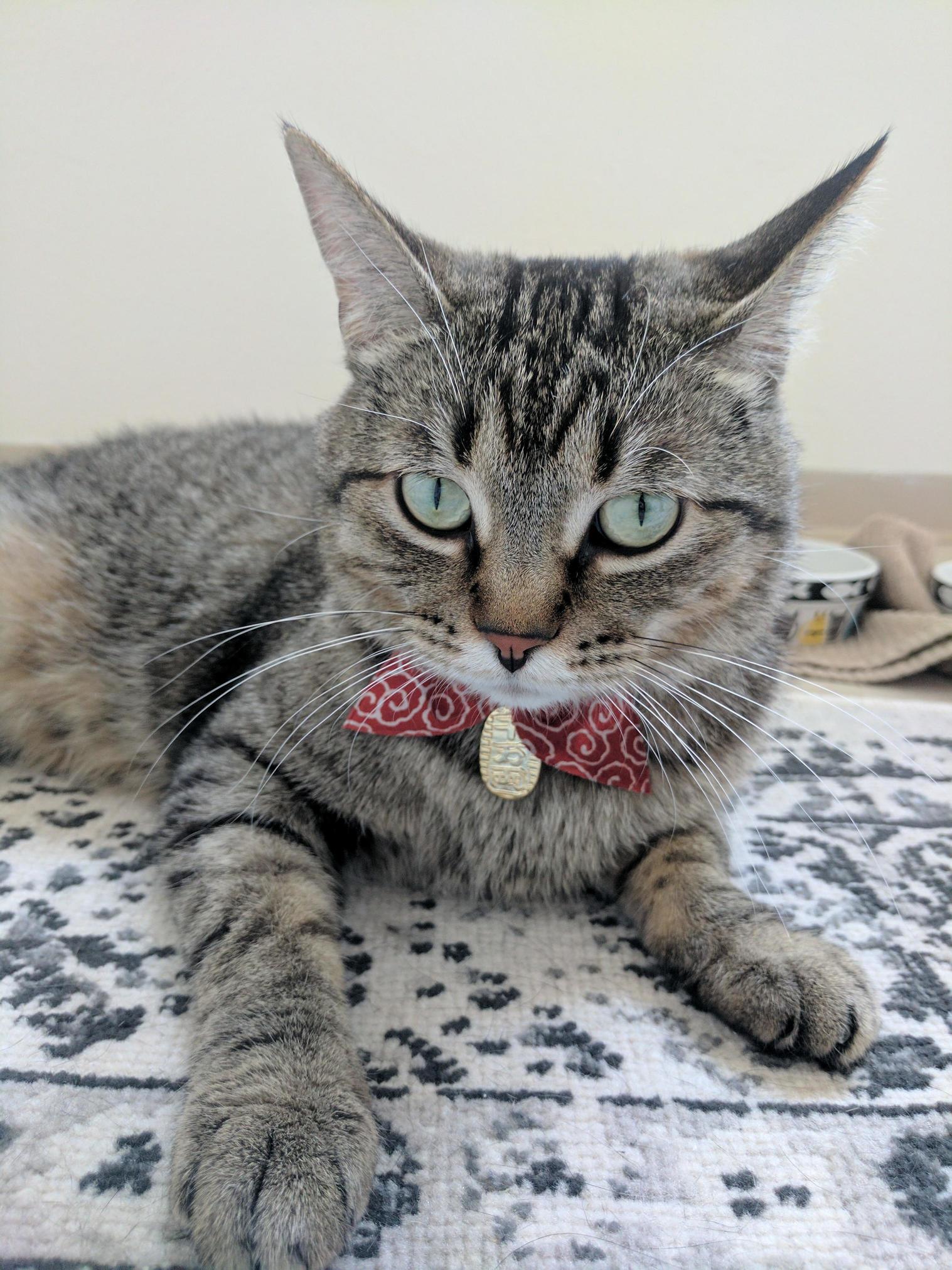 My Lovely Girl Got a New Collar