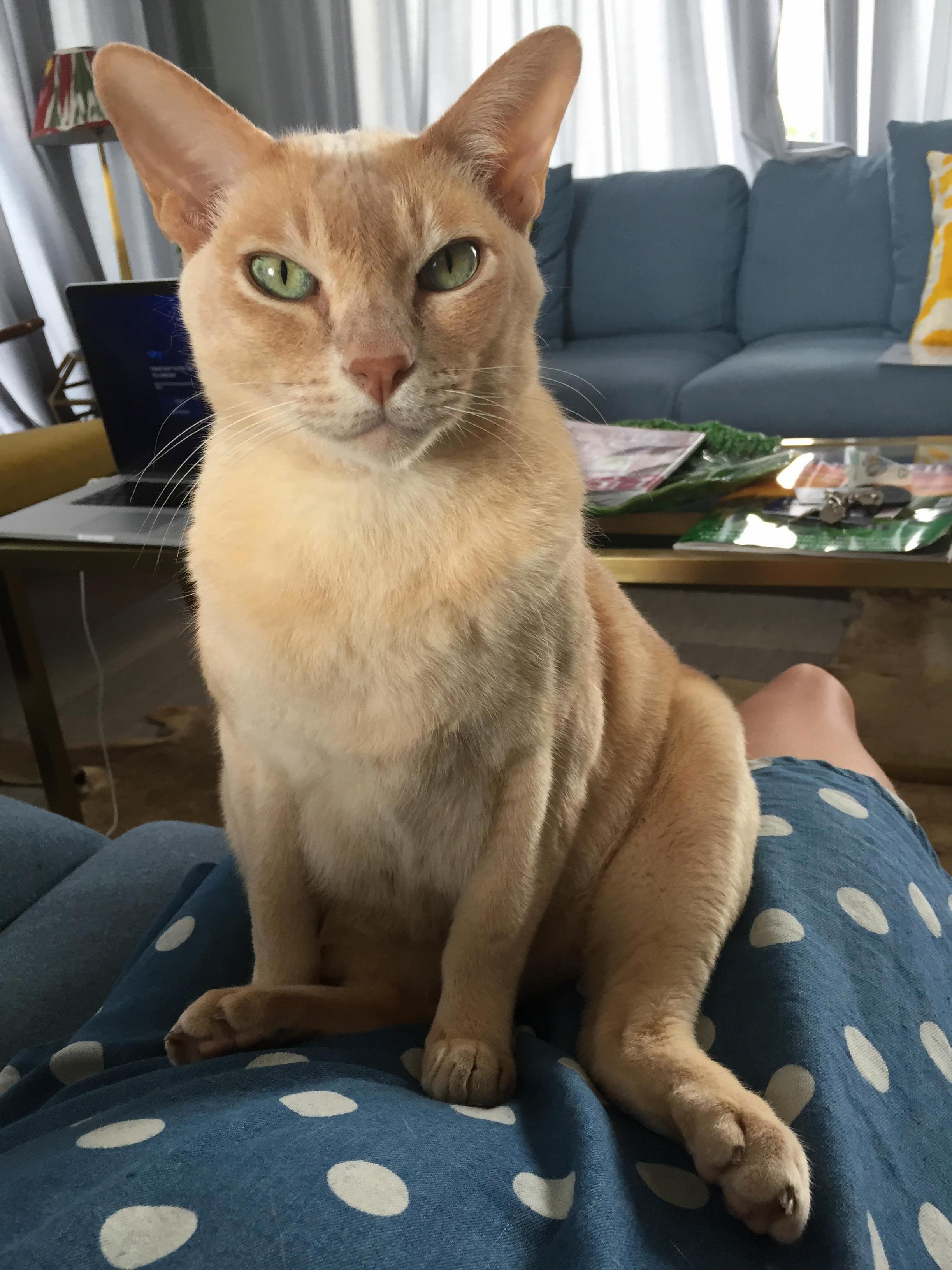 My Neighbours Asked Me to Cat Sit Sir Wilfred the Third. Here Is His Highness Sitting on Me.