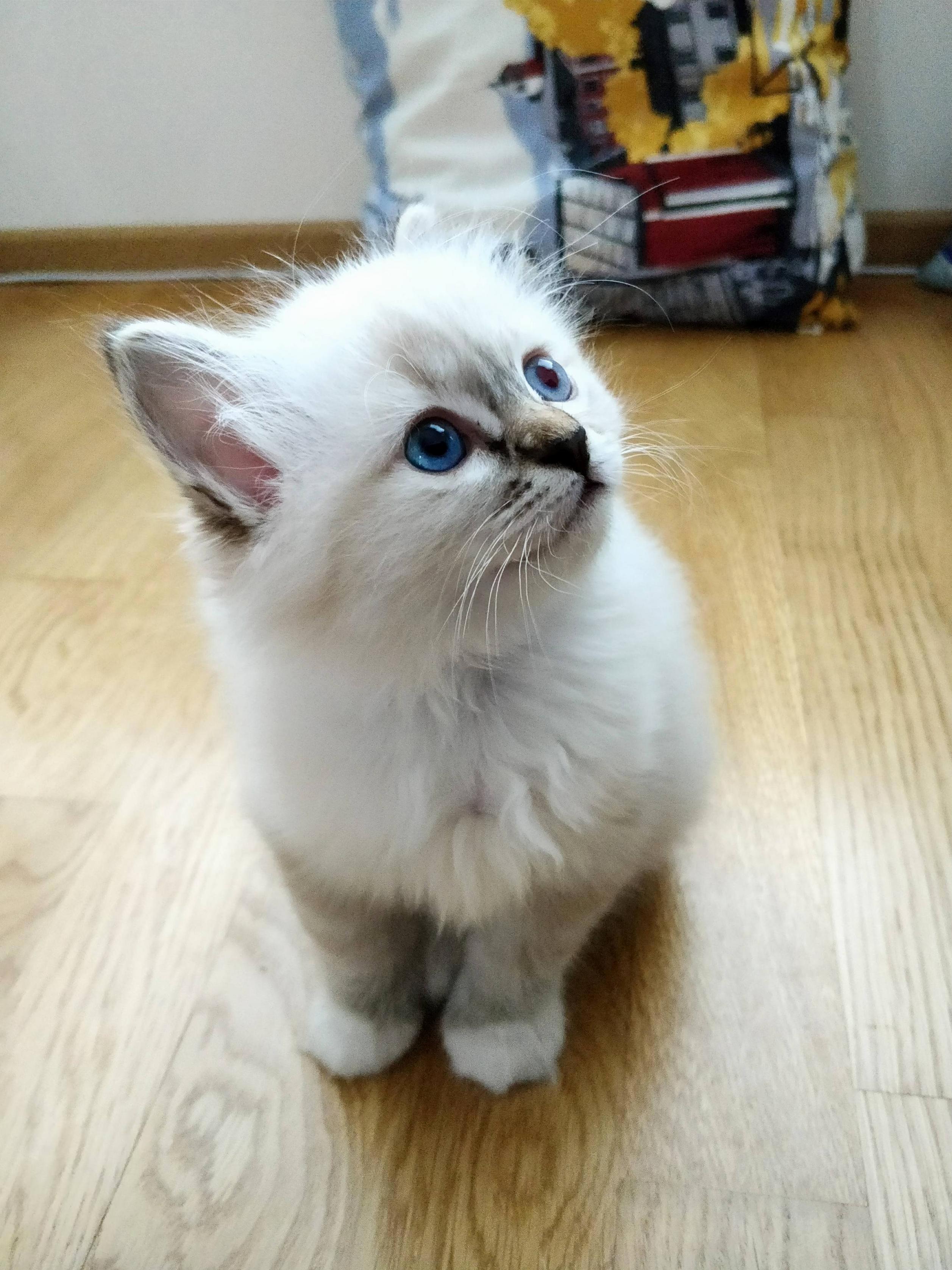 My New Family Member Momo