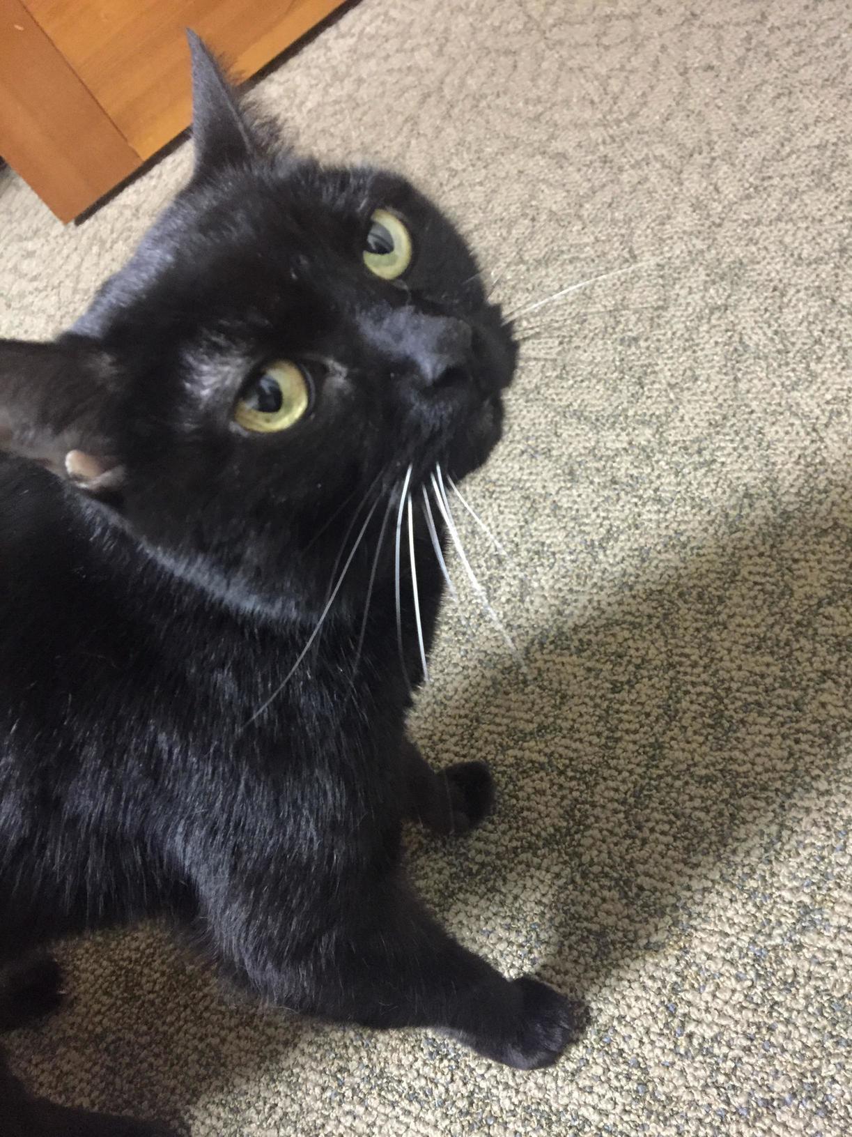 My Old Lady Midnight. 11 Years and Still Going Strong.