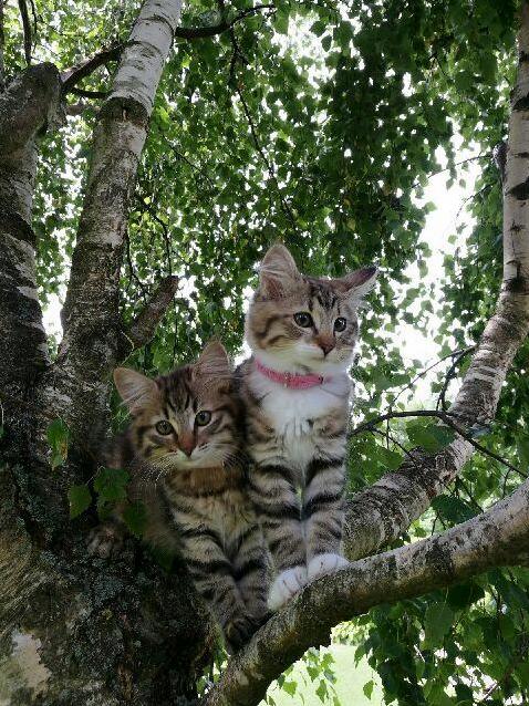 My Parents New Kittens Help Us Name Mollys Sweet Sister to the Left