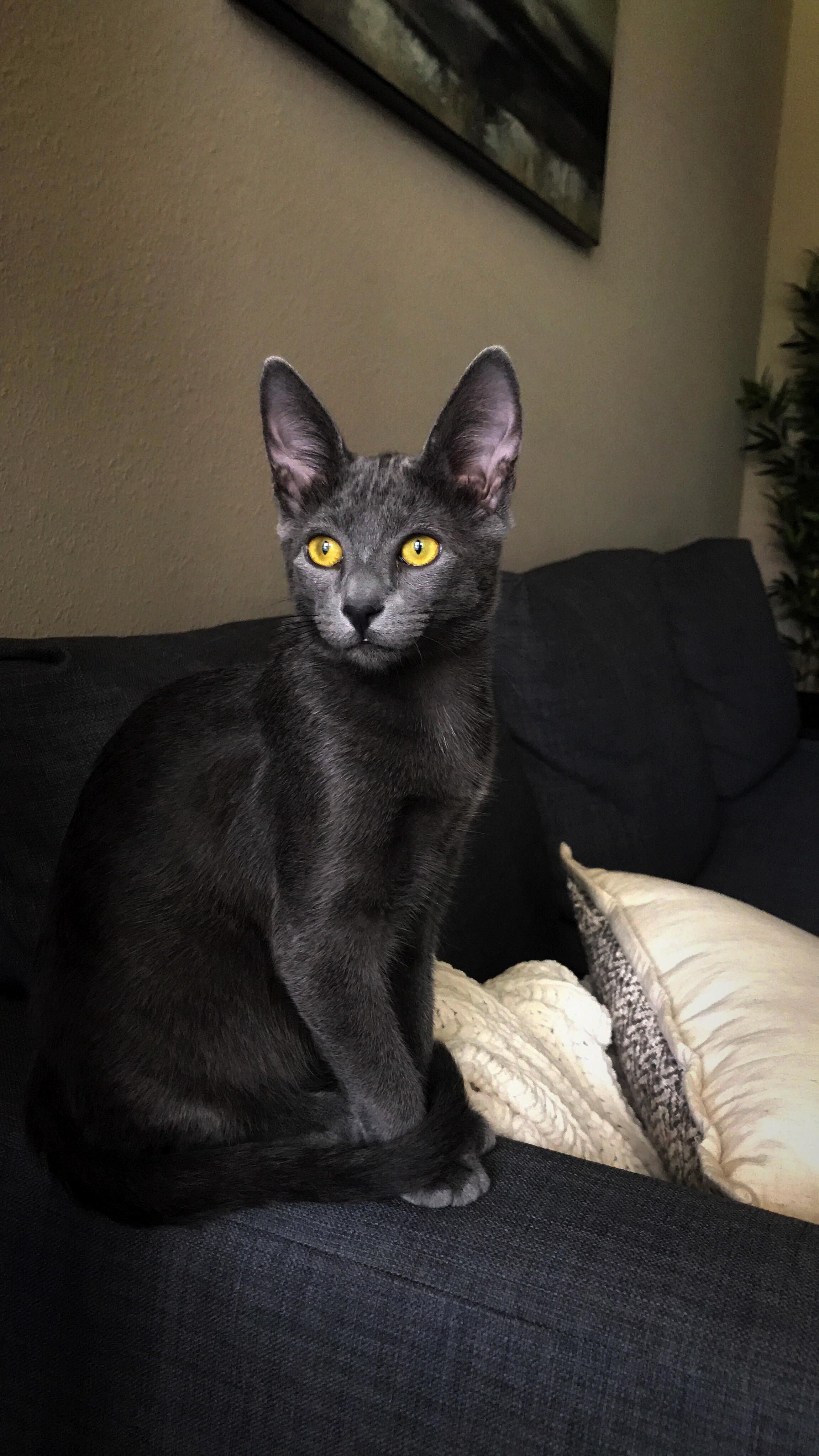My Russian Mix