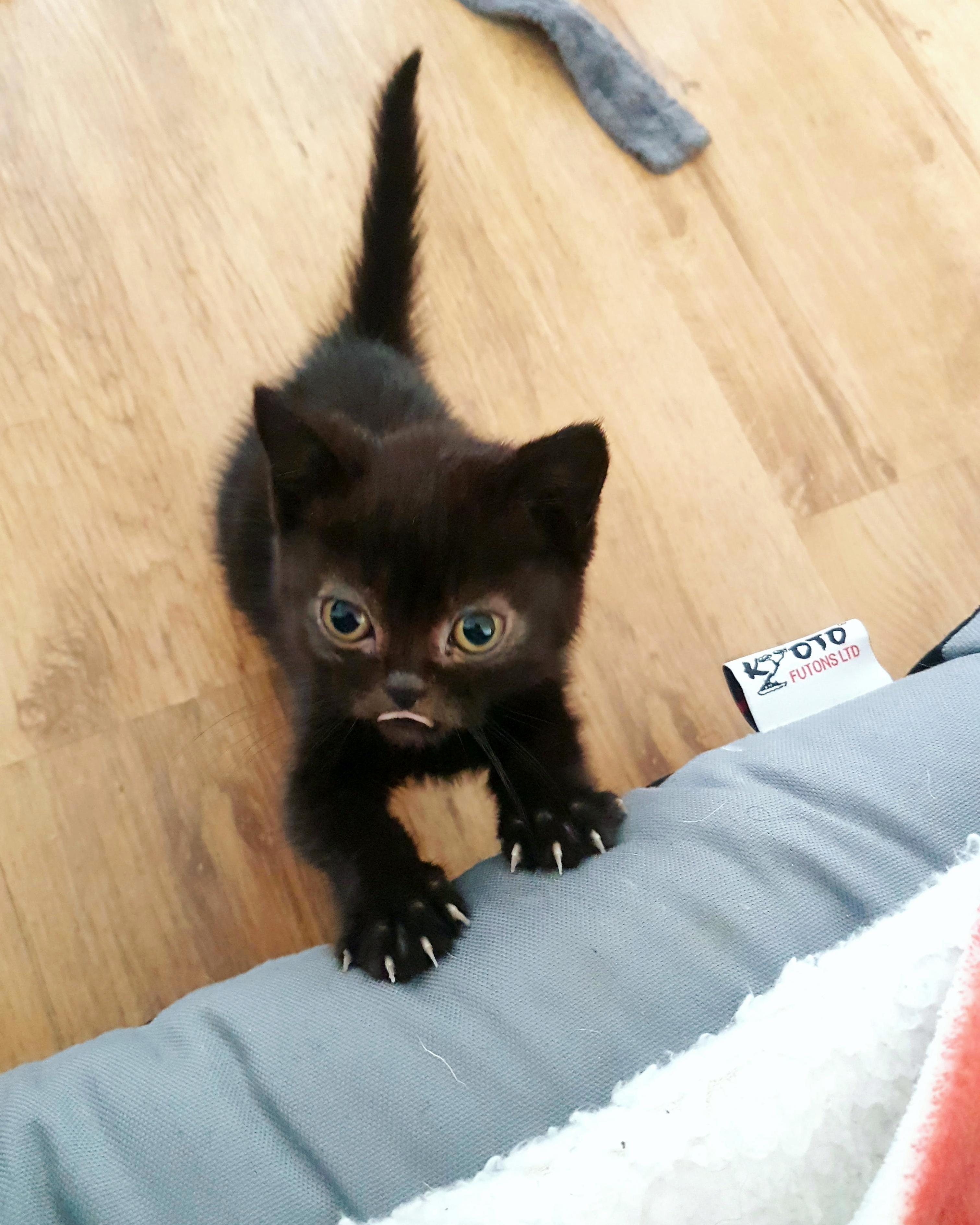 My So and I Adopted Our First Cat Yesterday. This Is Panko.
