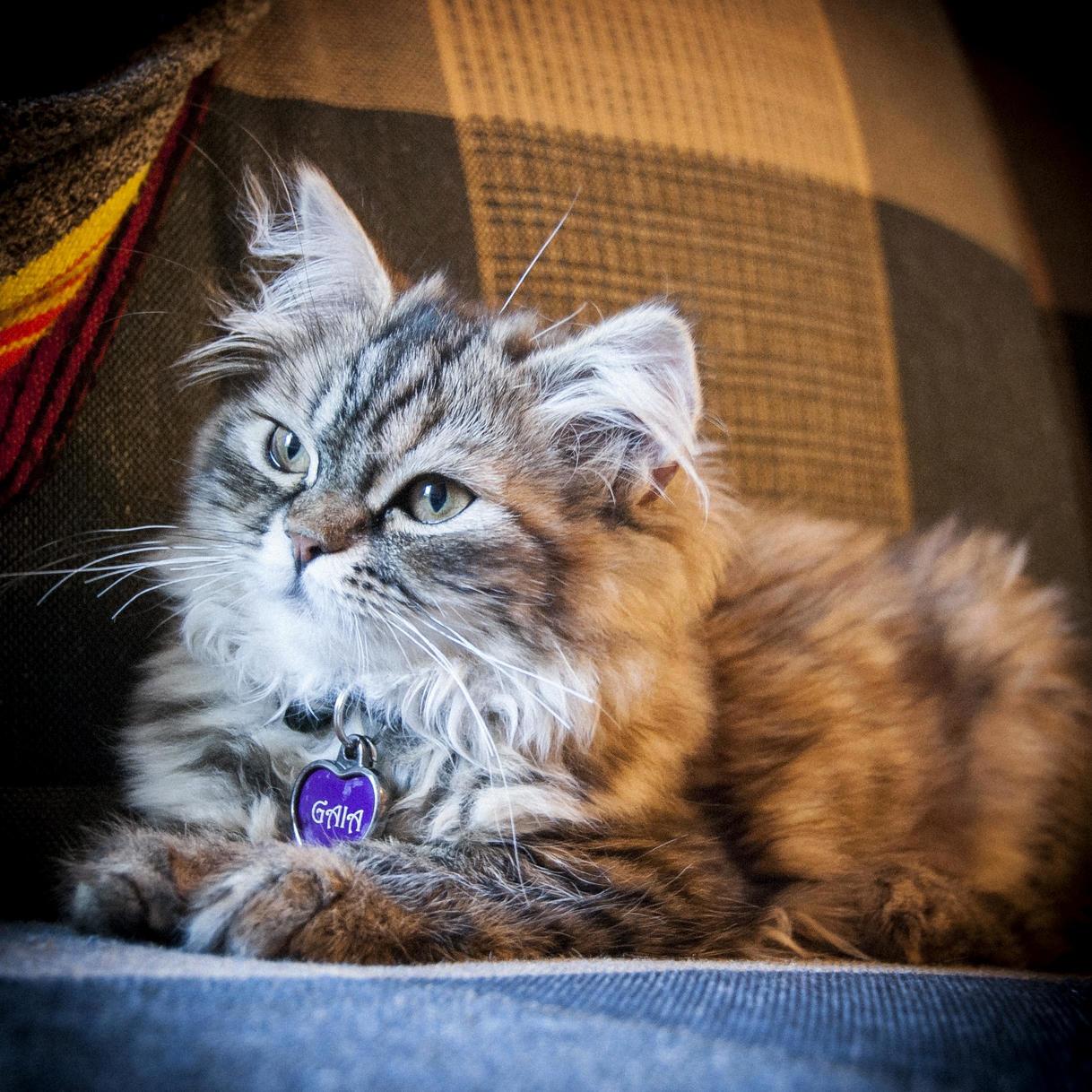 My Specialty Is Meowing at My Parents to Confuse Them and Being Ridiculously Pretty.
