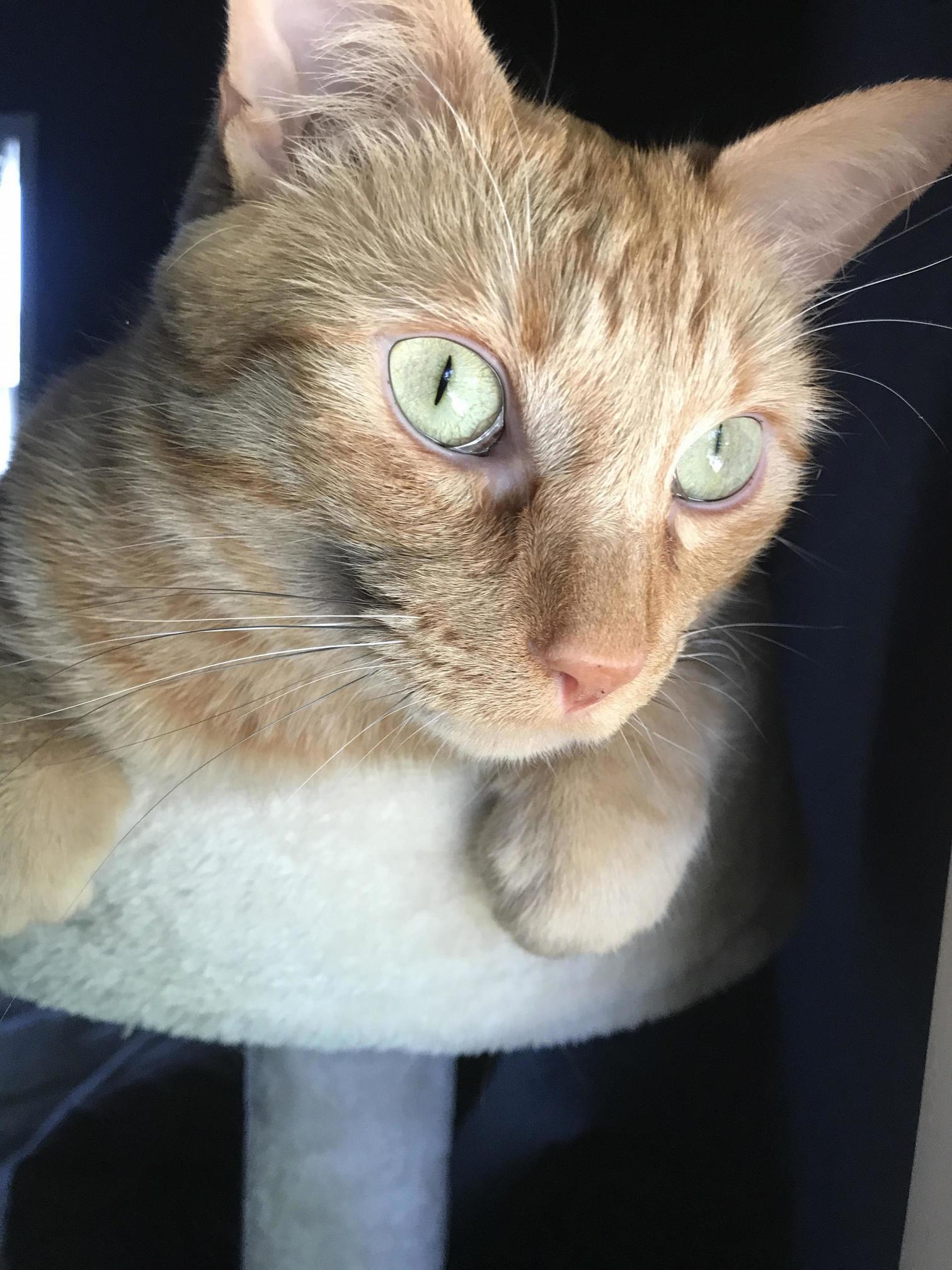 My Youngest Cat Radius Named After Him Being Born Without a Radius Bone in His Paw Sitting Up on His Tower Staring at the Outside World in Front of Him.