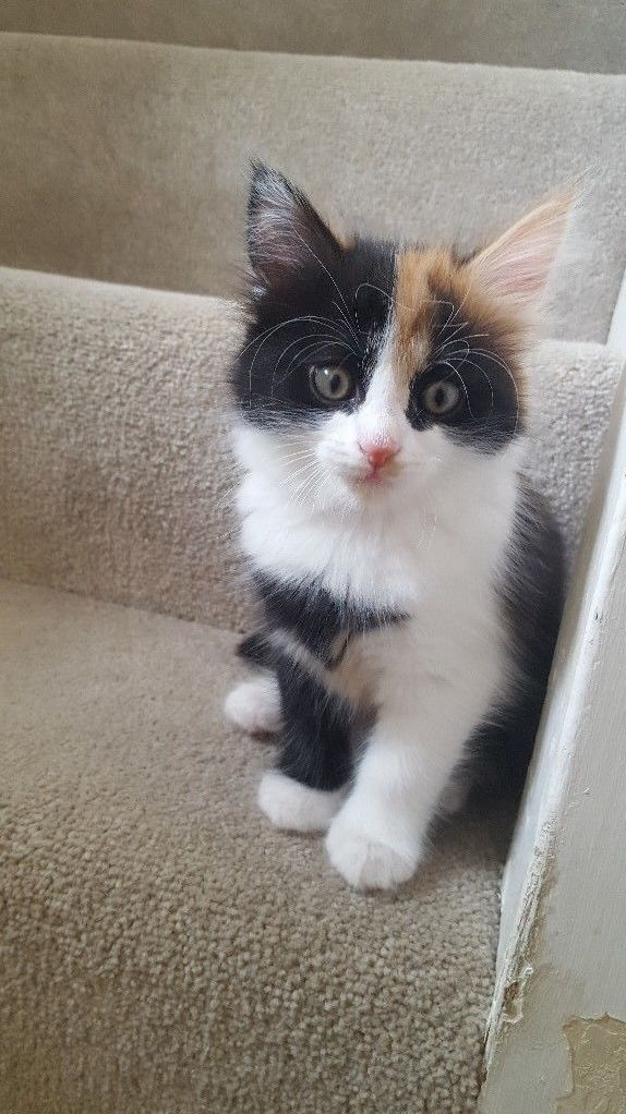 Name Suggestions New Calico Kitty