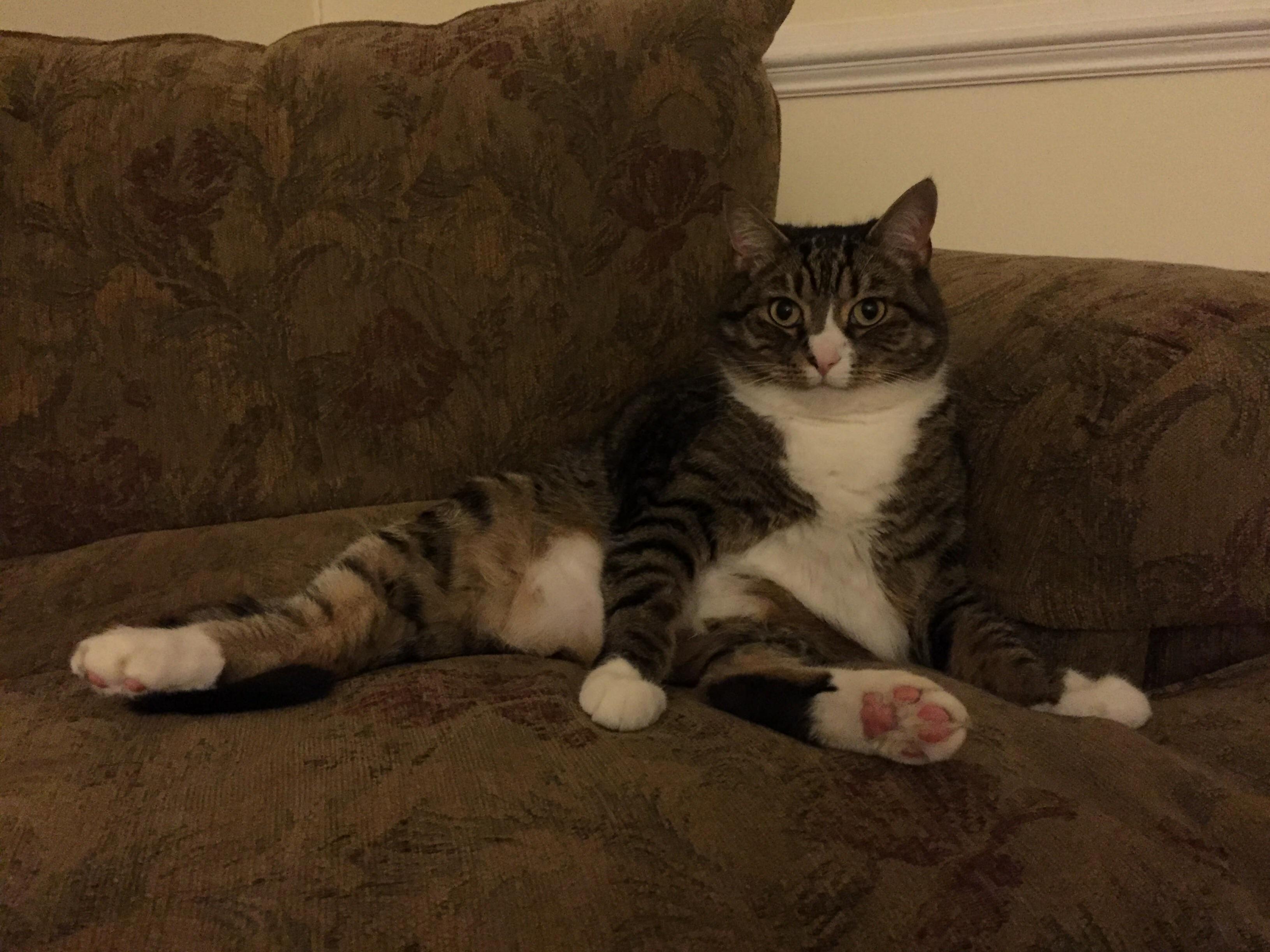 Named After Hulk Hogan This Guy Likes Long Walks on the Beach and Sprawling on Comfy Chairs.