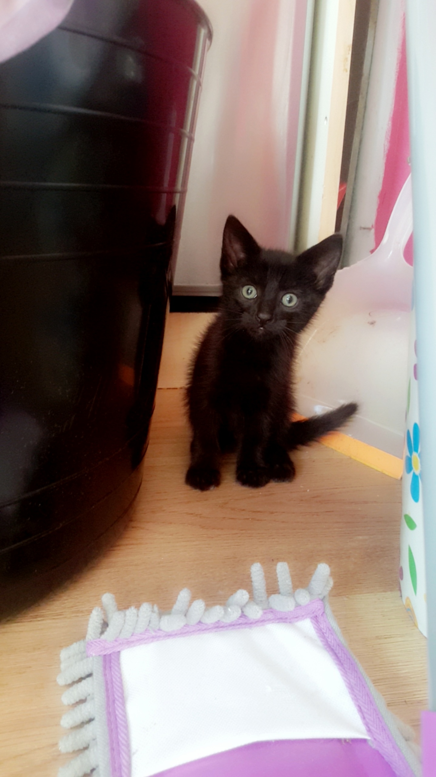 Newest Addition to the Family