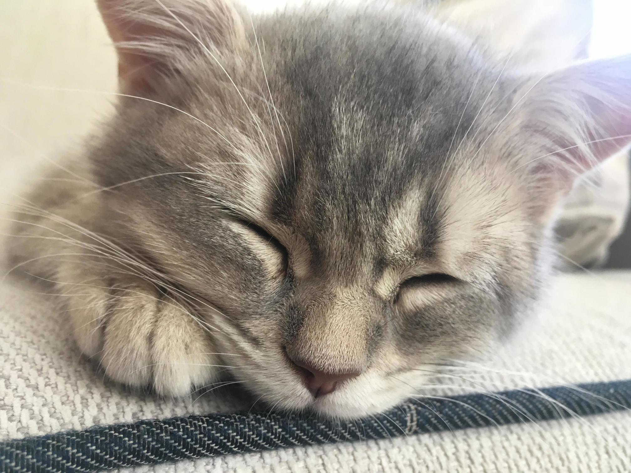 Nikkis Afternoon Nap
