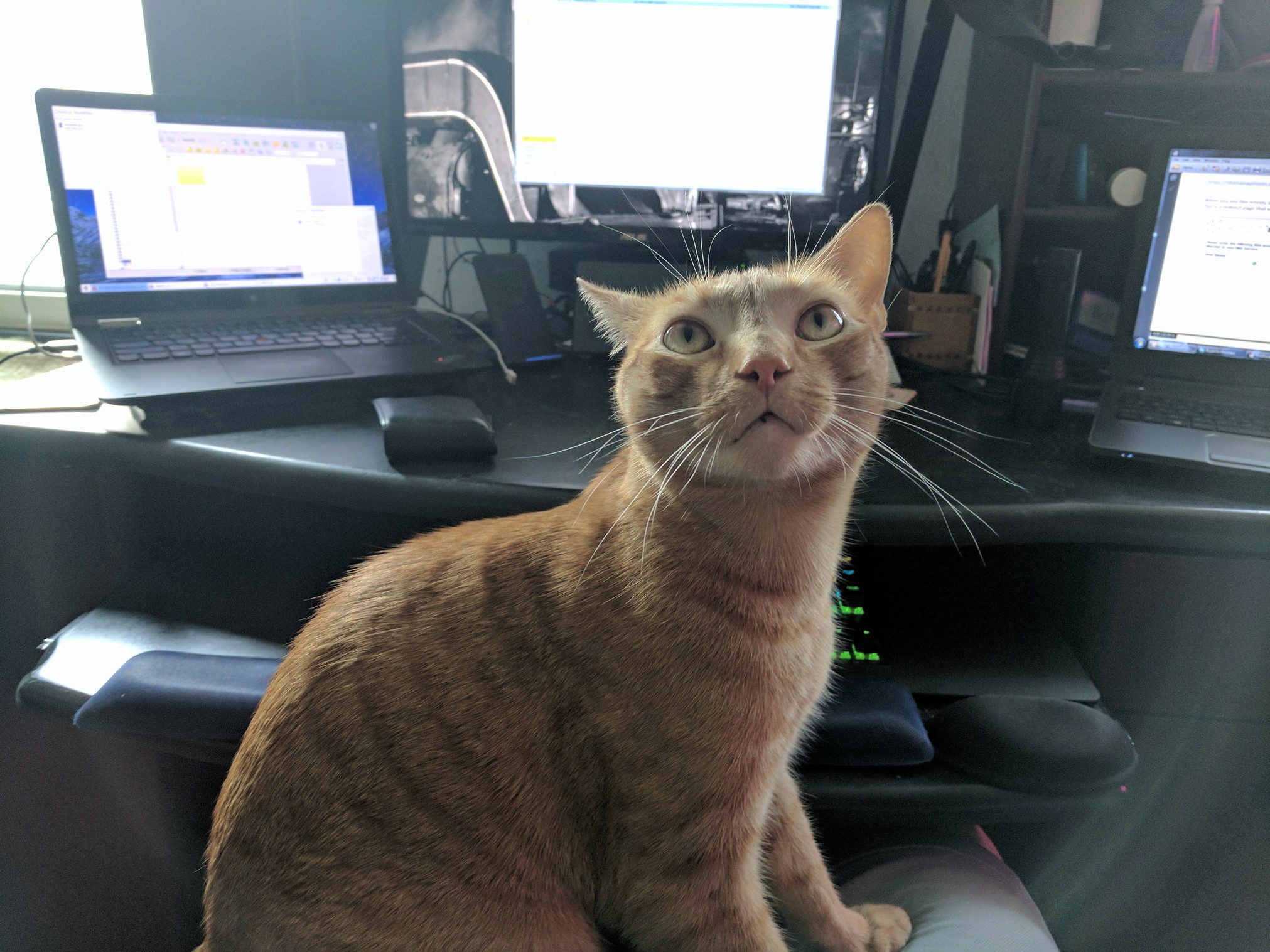No Work. Scritches Now