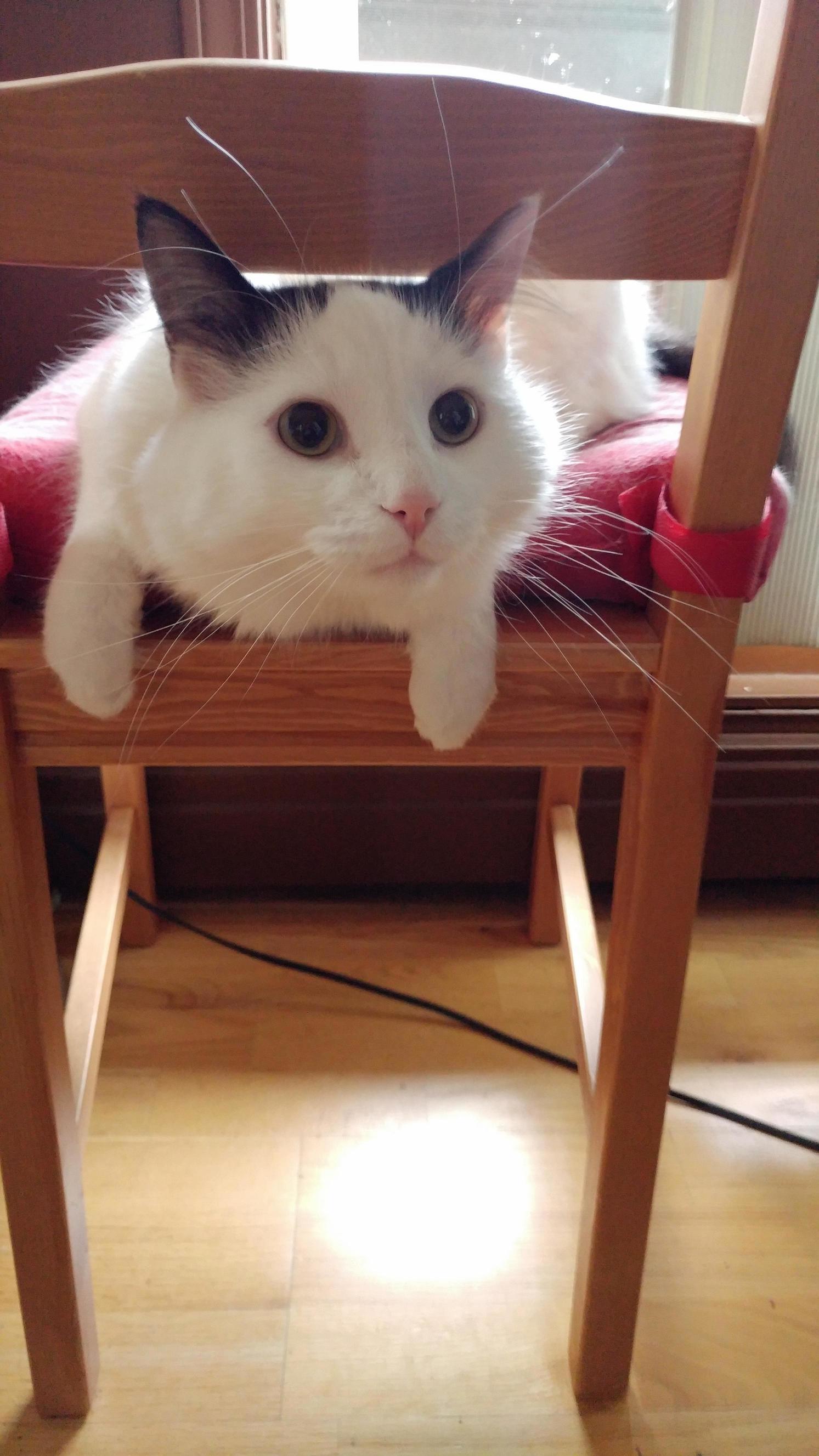 Oh Hello