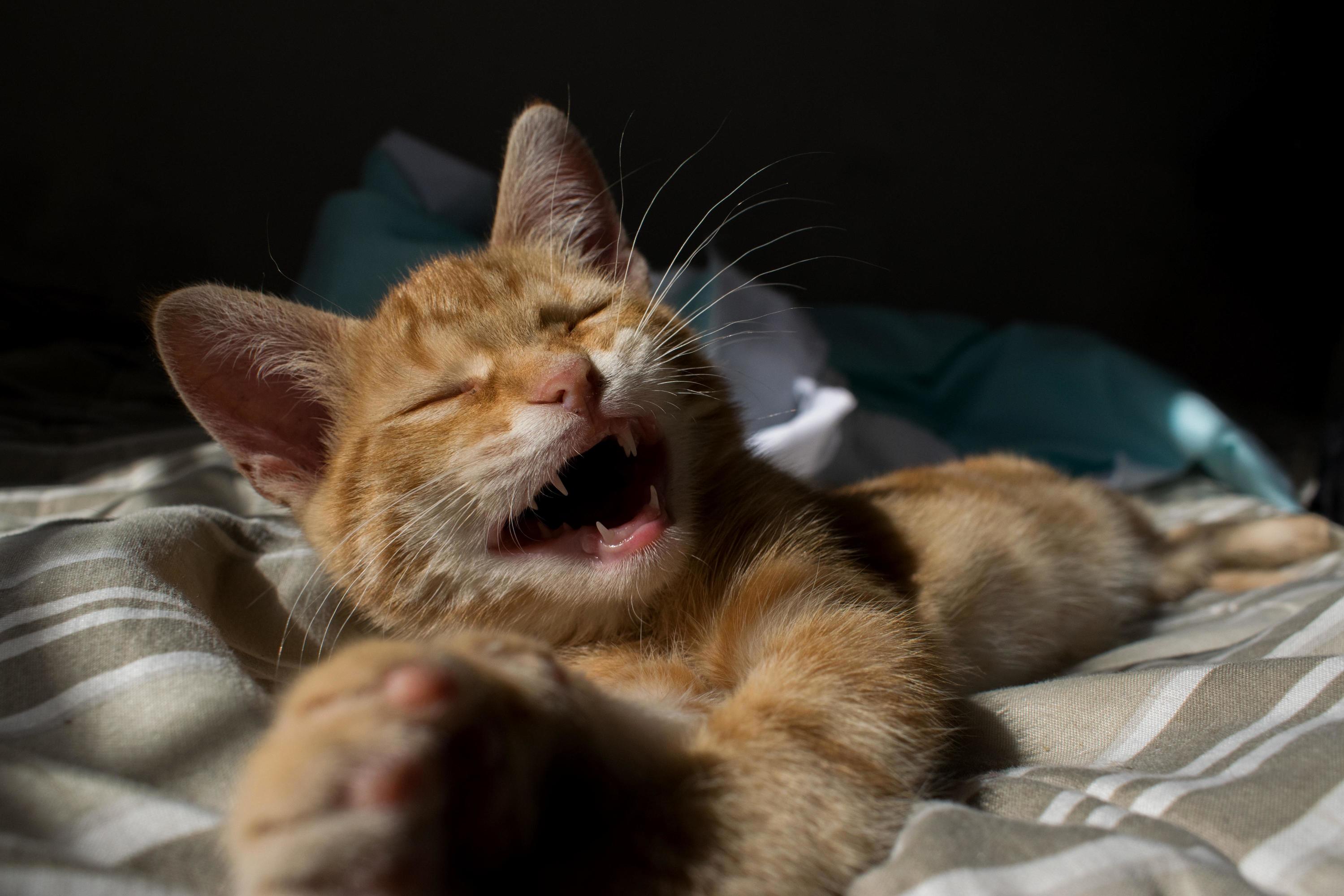 Oh You Silly Human...