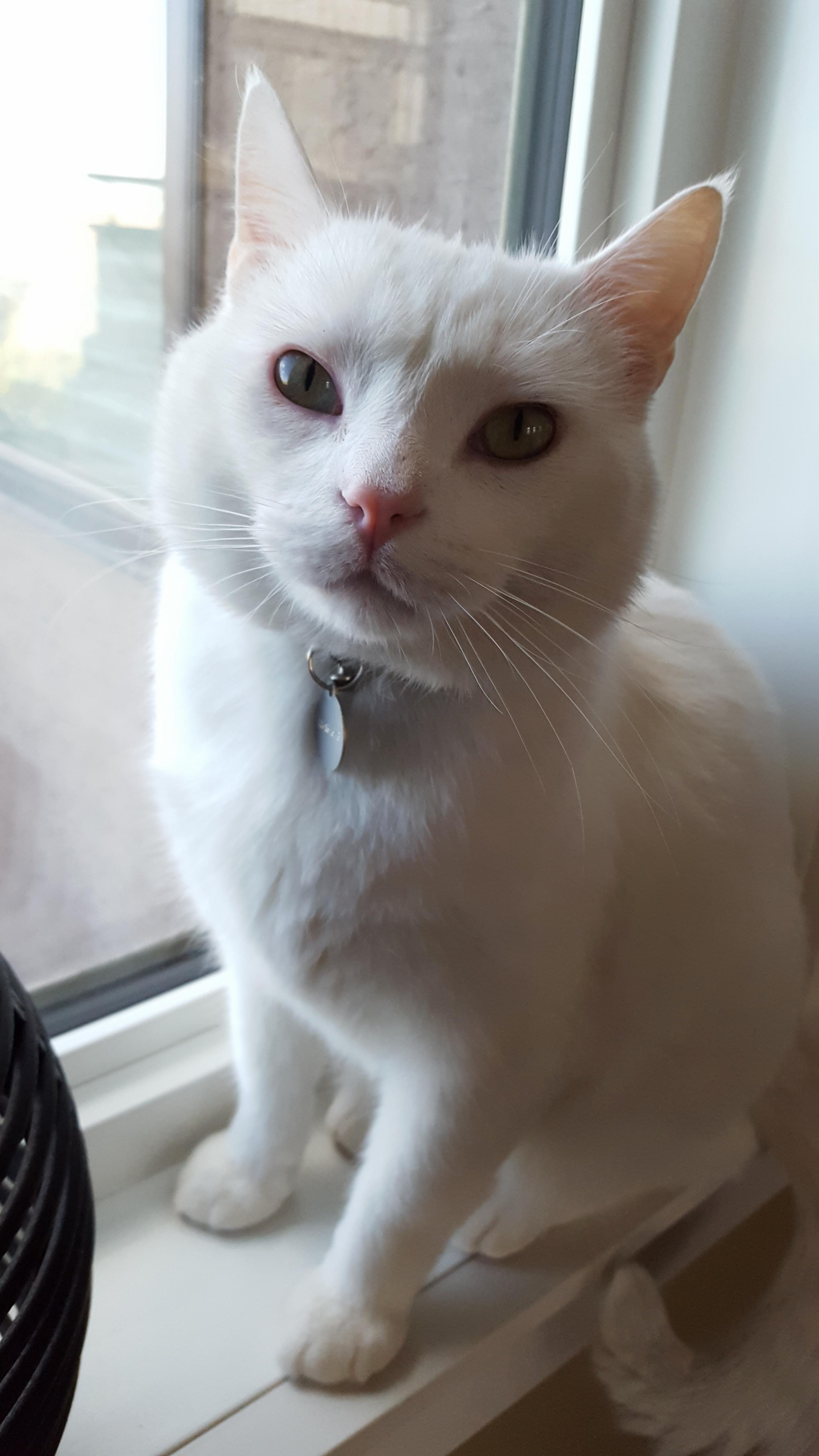 Olaf the Handsome Gentletom. He Stares Out Into the Yard Until Someone Opens the Door for Him.