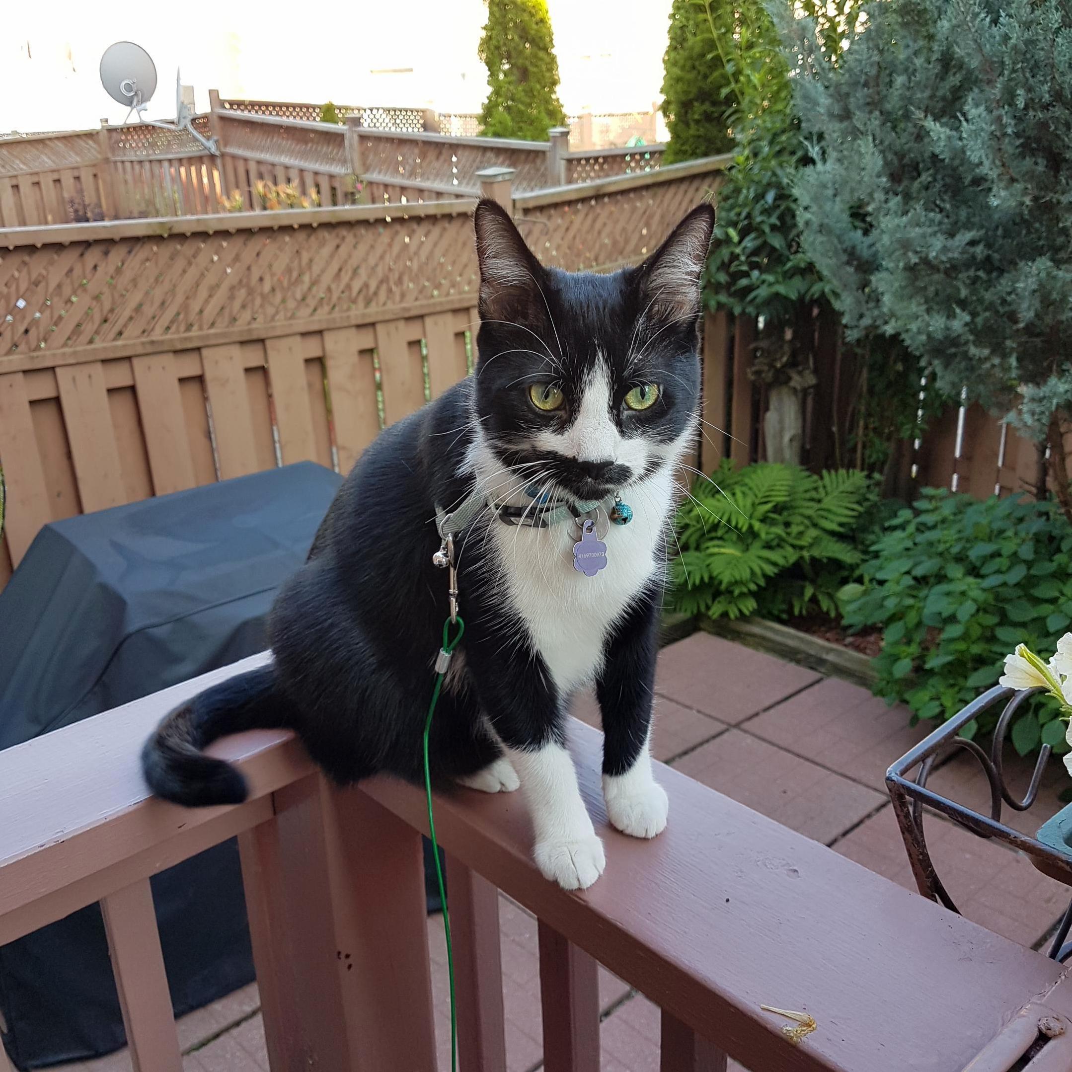 Oliver Enjoying Some Outdoor Time with His Leash