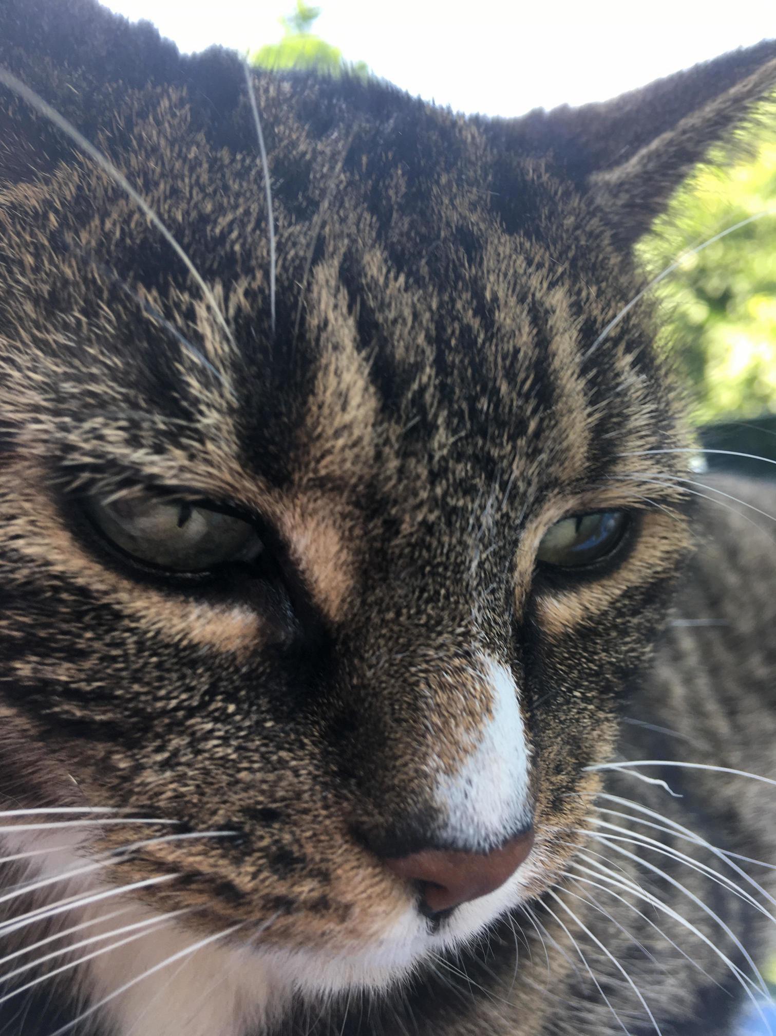 One Gorgeous Kitty