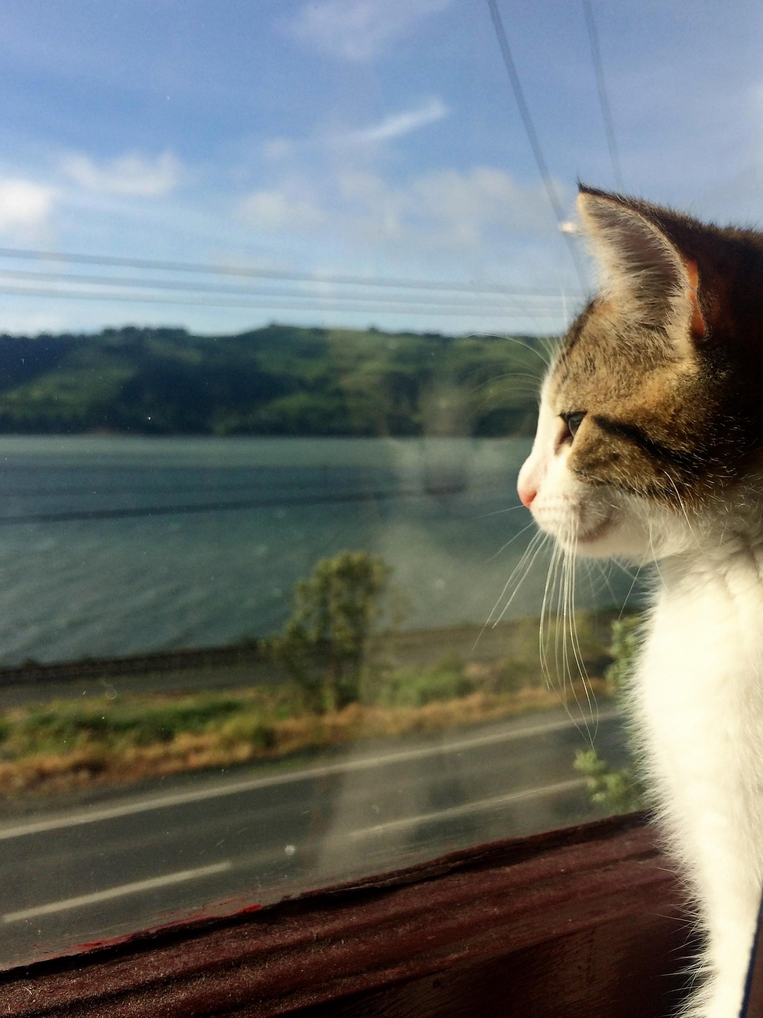 One of My First Pictures of Archie. Views with the Mews.