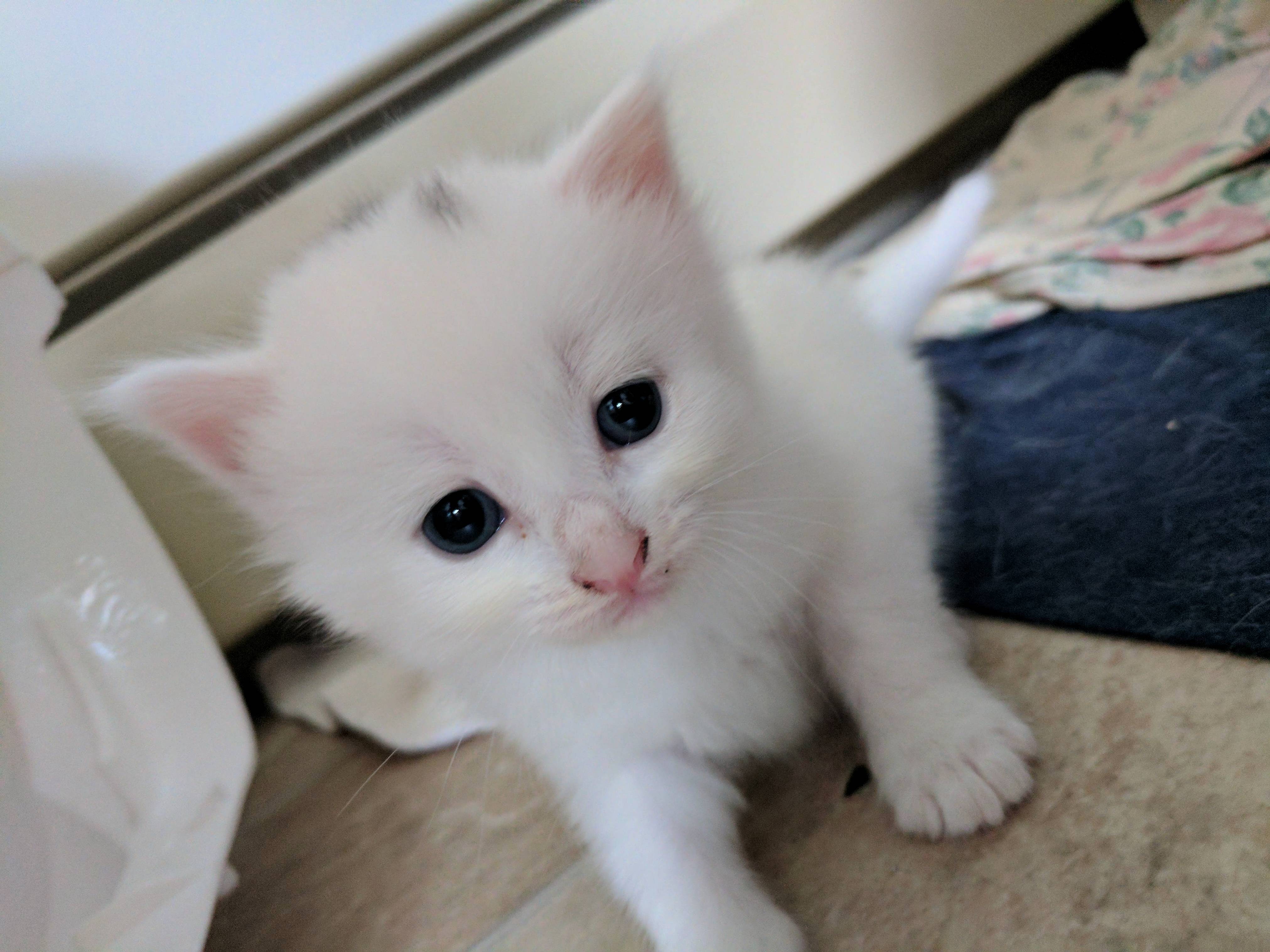 One of the Kittens My Dad Is Fostering