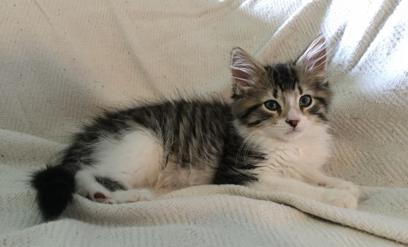 One Year Ago We Lost Ziggy to Fip