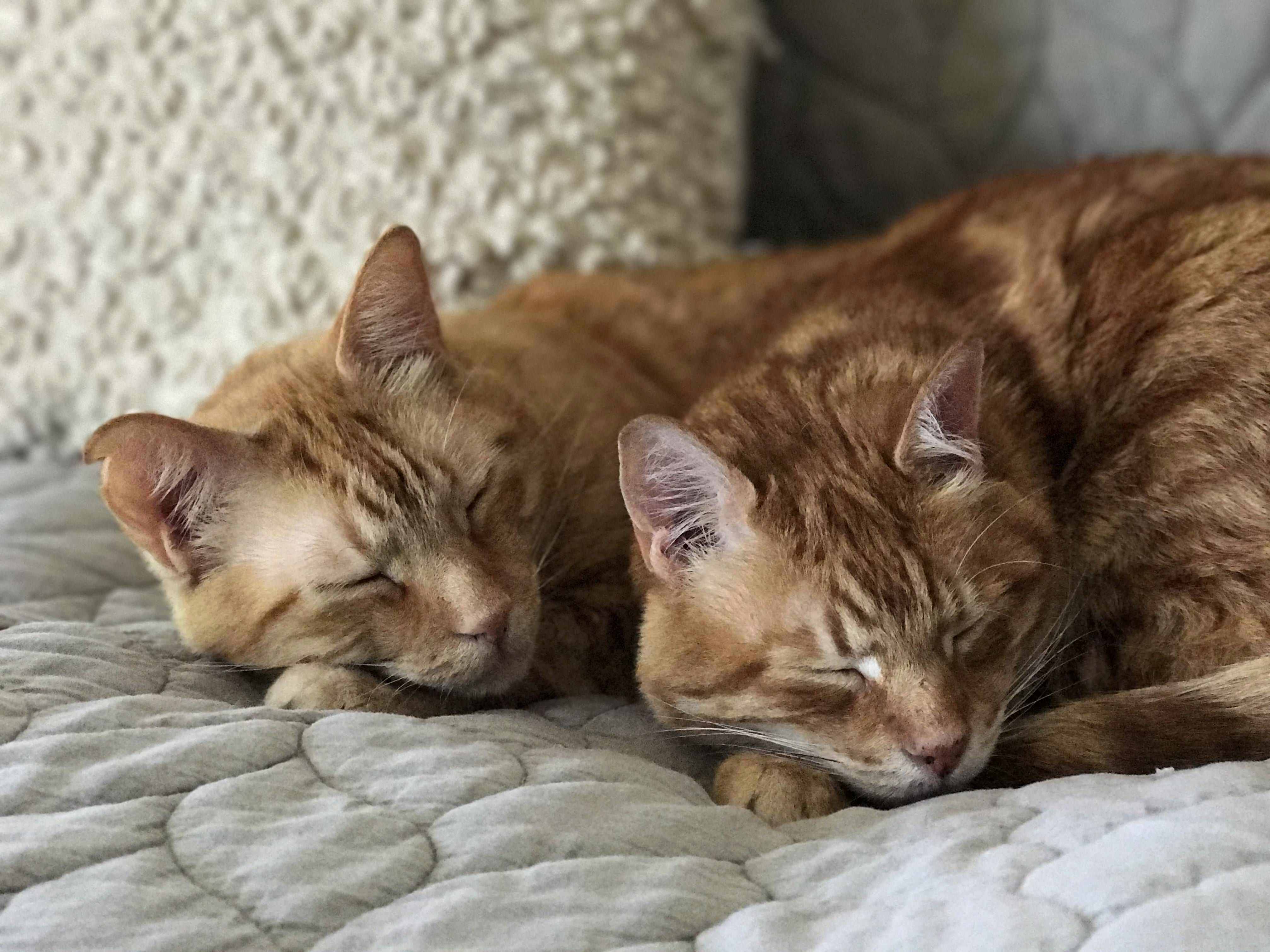 Orange Medal Winners in Synchronized Napping