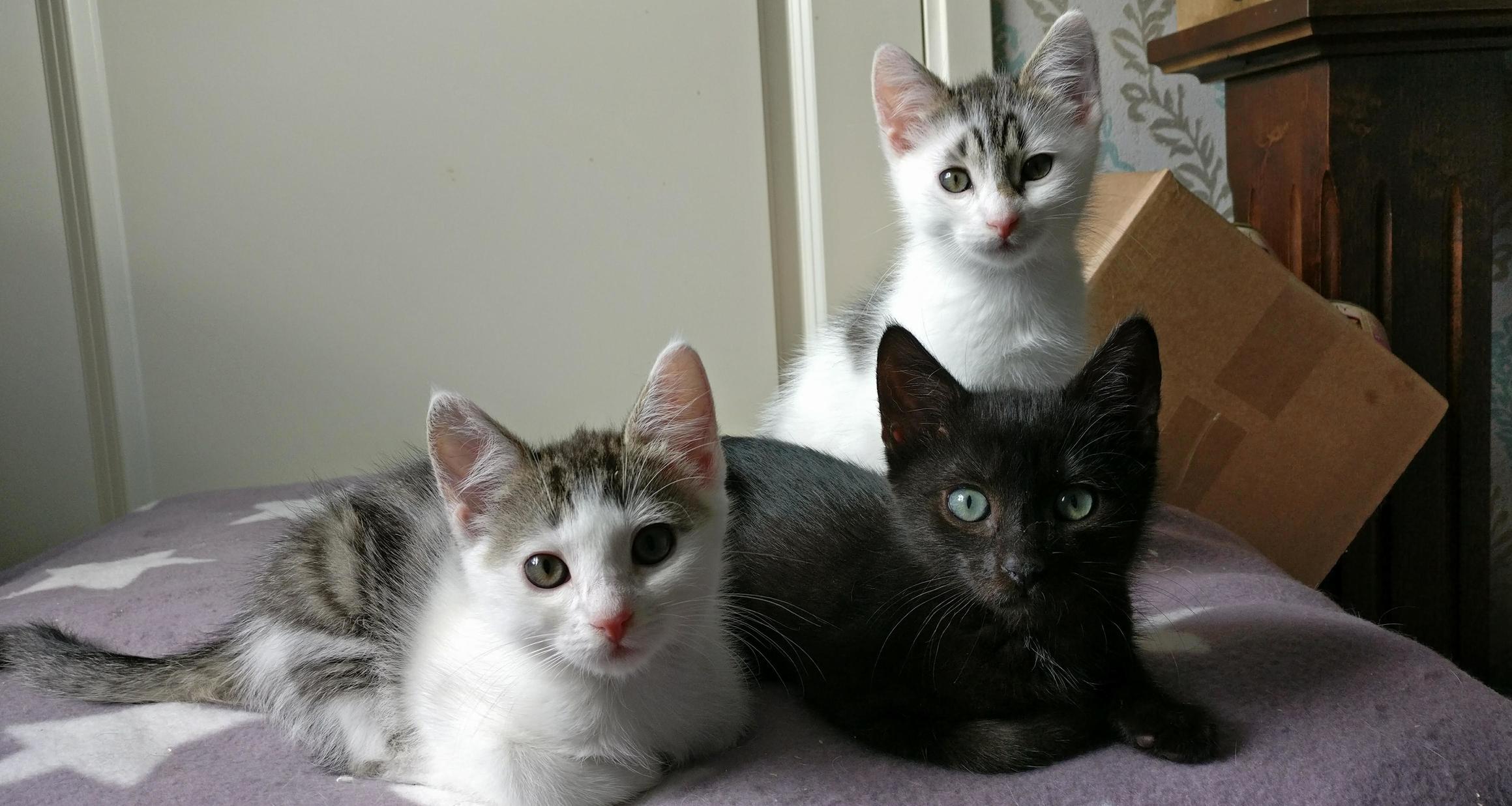 Orphaned Siblings