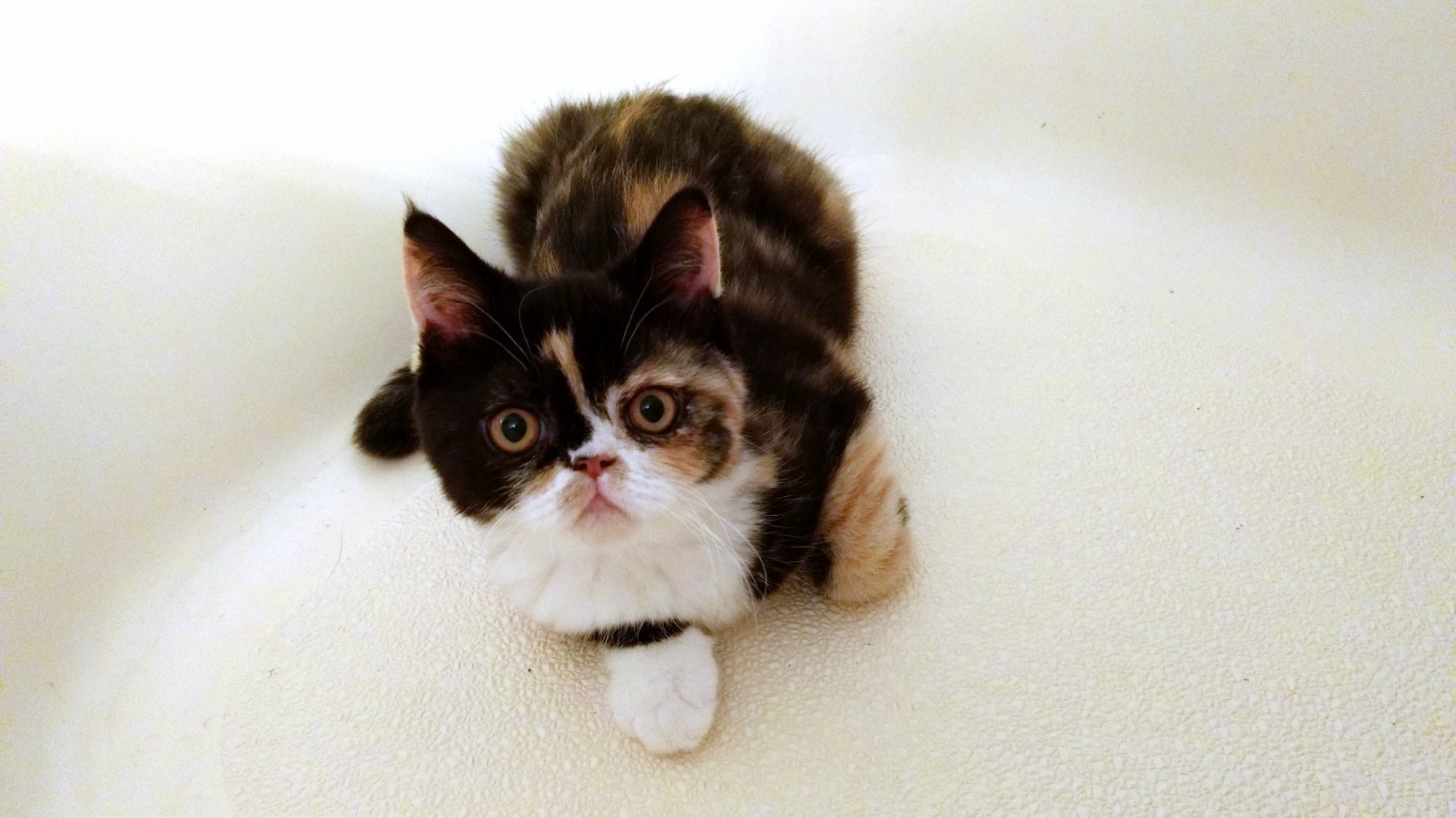 Our New Kitten Has a Ridiculous Face