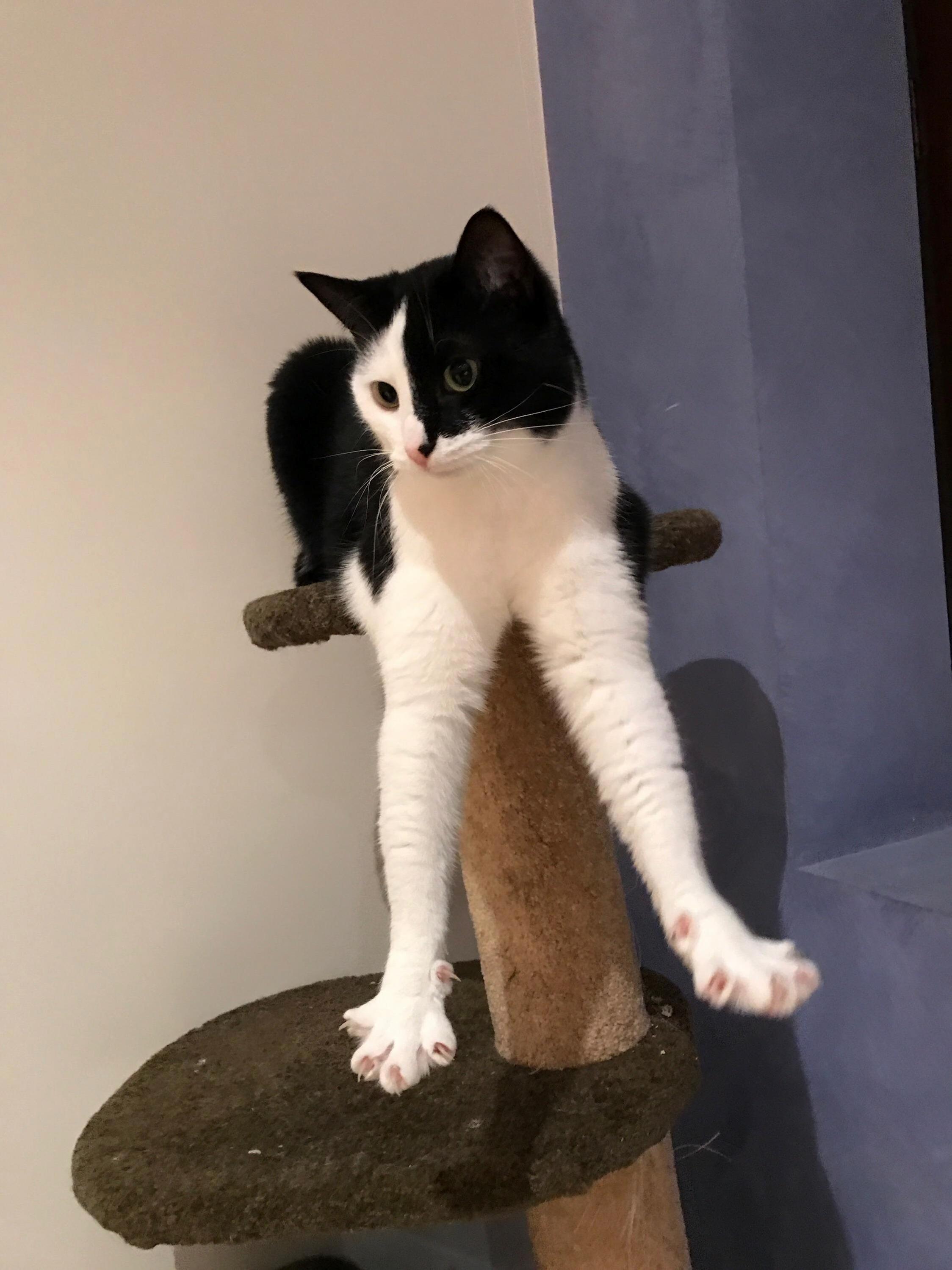 Paint Me Like One of You French Kitties.