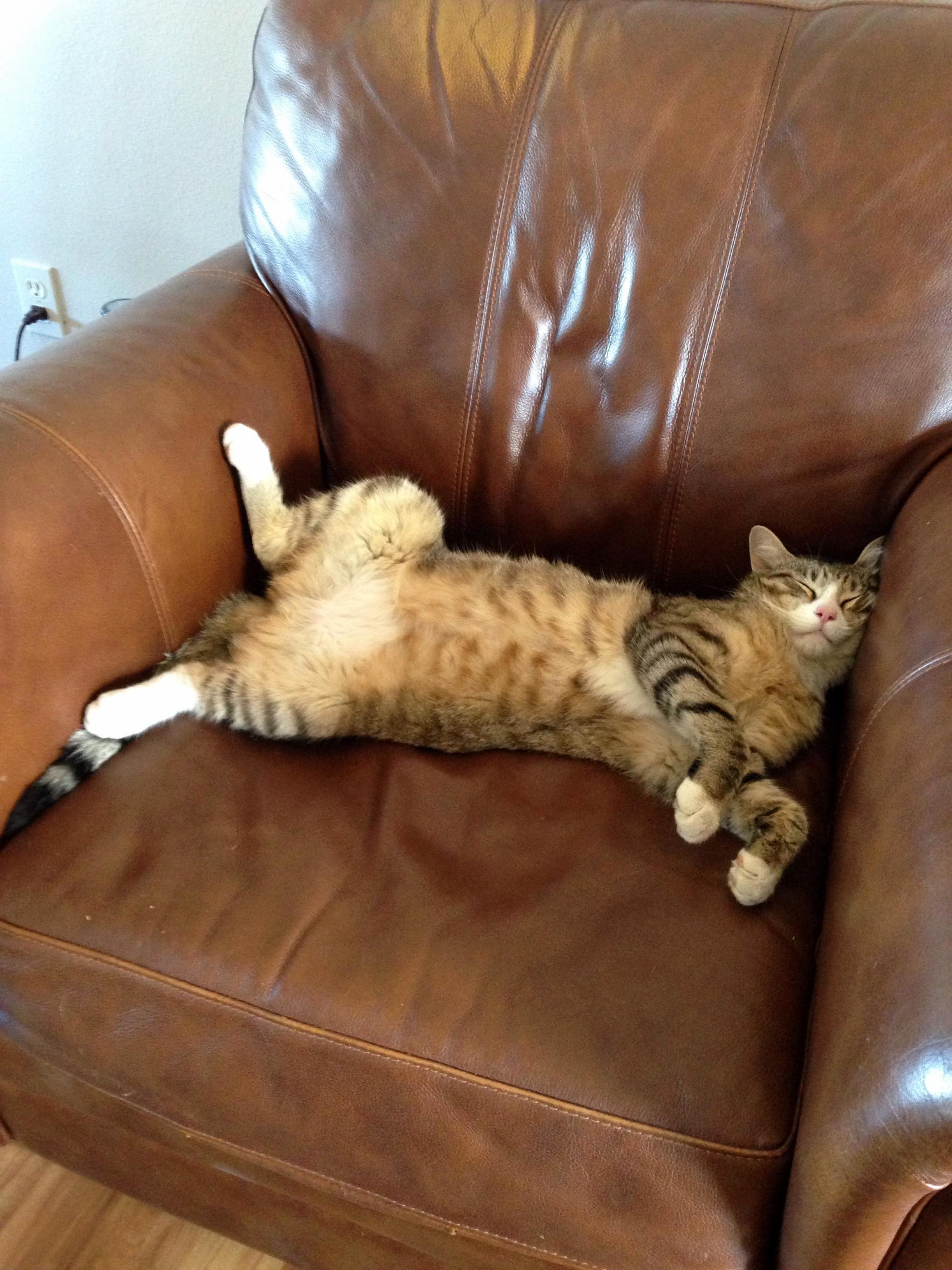 Paint Me Like One of Your French Kitties