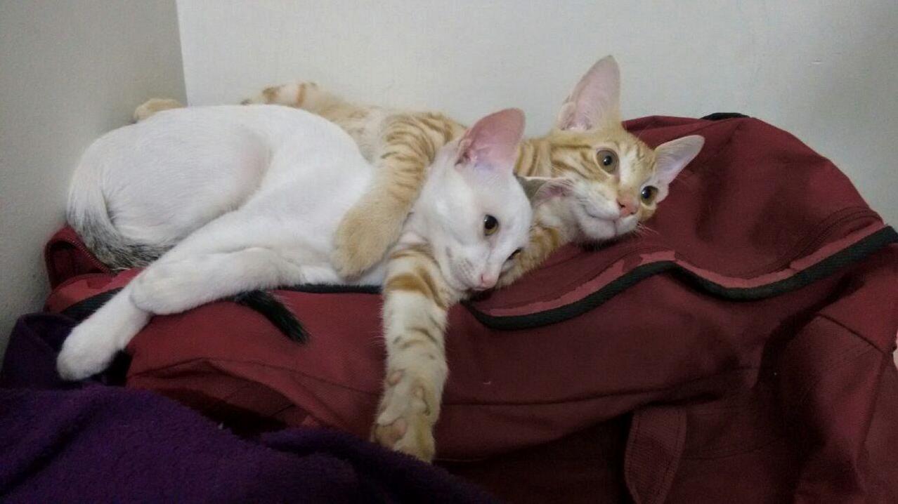 Pals