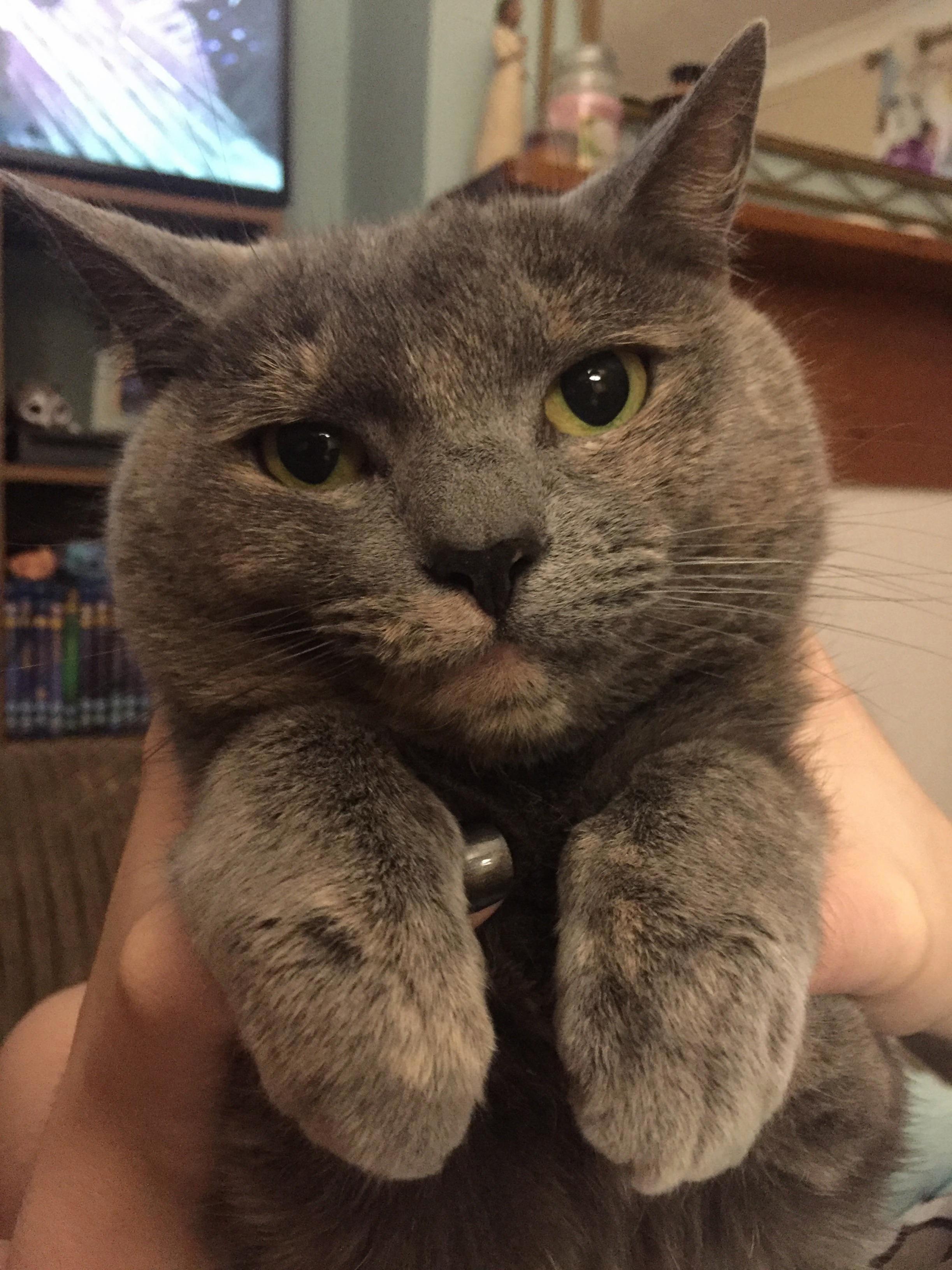 Pepper Is Unamused at Our Antics...