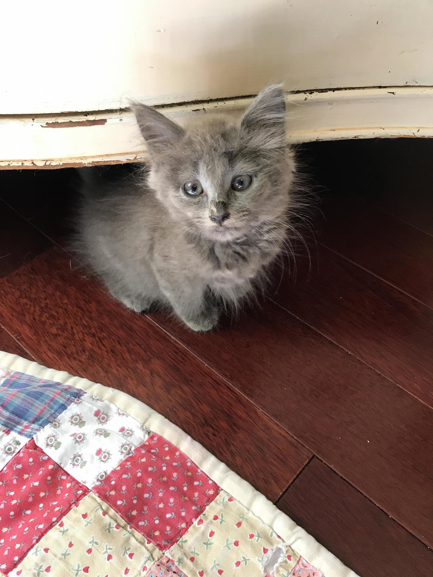 Picked Up My New Baby Elle Today She Was Too Small to Be Spayed So She Goes Back in a Month for That
