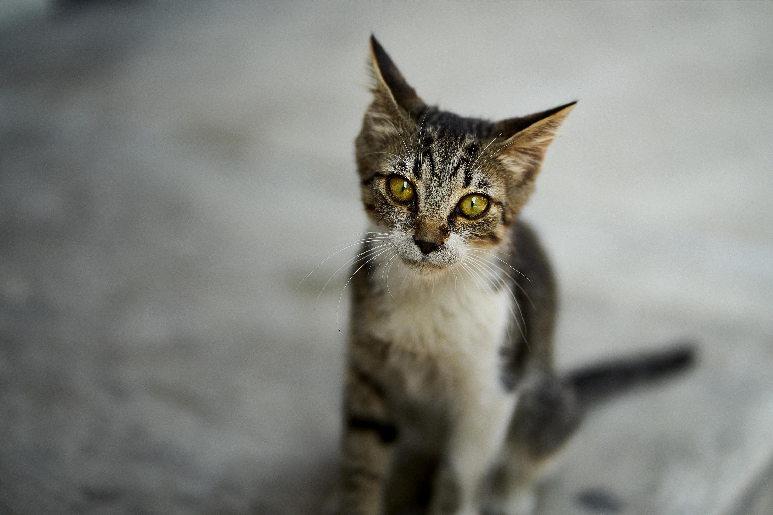 Piercing Eyes on the Streets of Istanbul