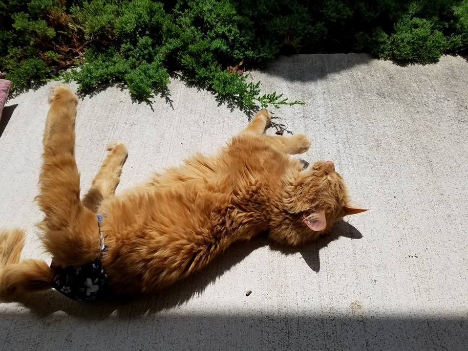 Pixie the Paraplegic Enjoying Some of That Sweet Sweet Sunshine