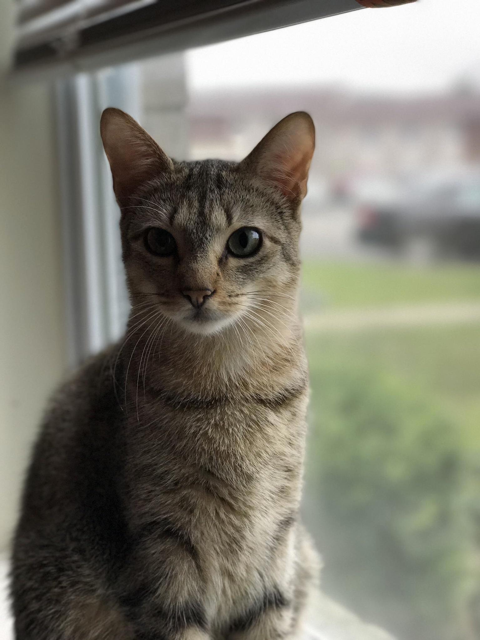 Playing with Portrait Mode on My Iphone7 Plus Meet Bear
