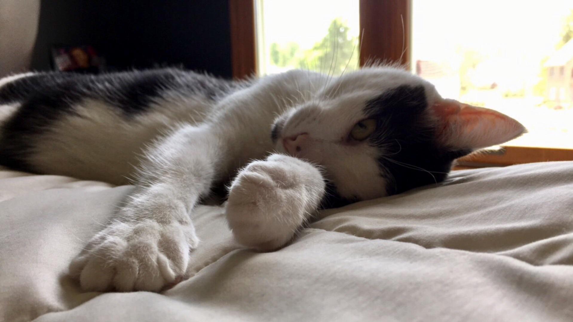 Probably the Best Picture of My Cat I Ll Ever Take.