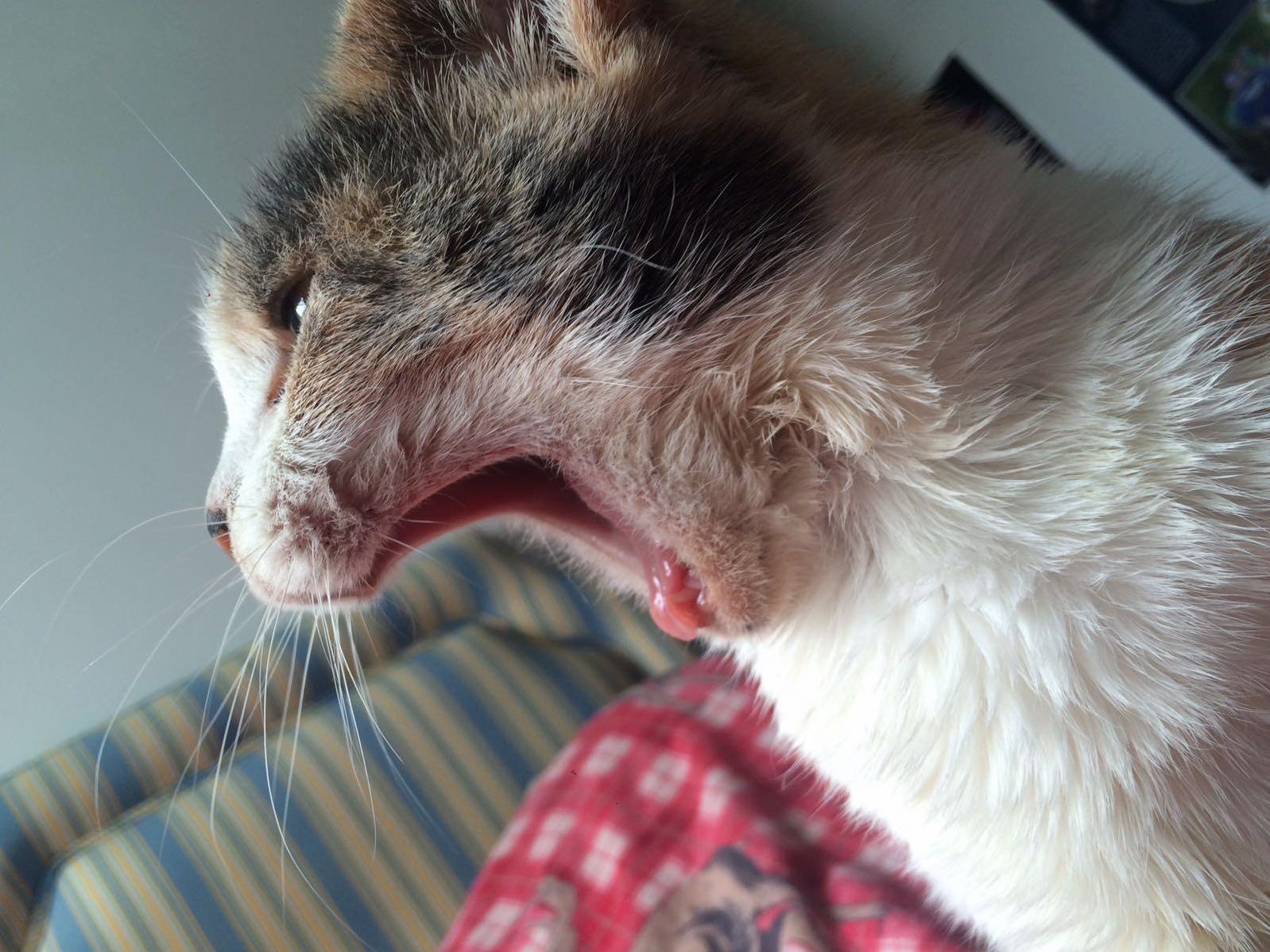 Purrl Is Getting Tired