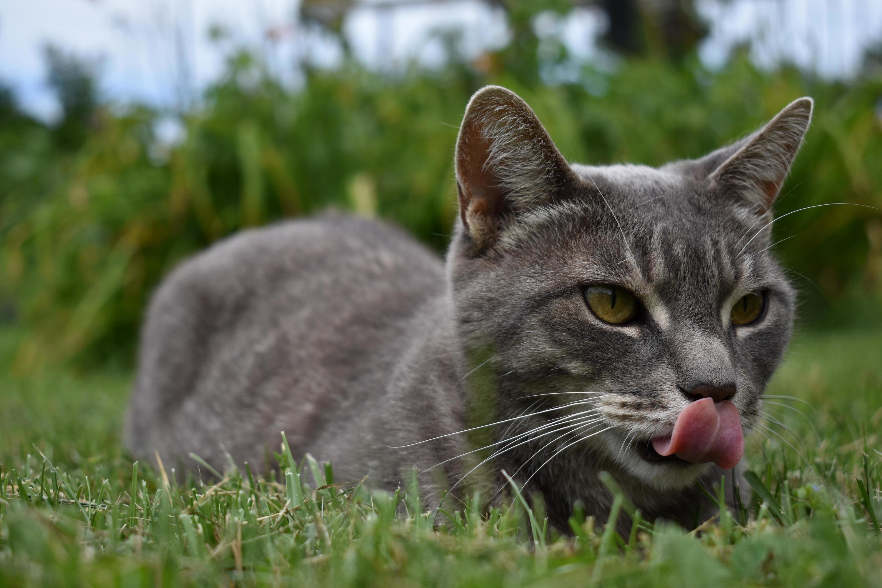 Randomly Walked on to the Property As a Kitten and Never Left 3