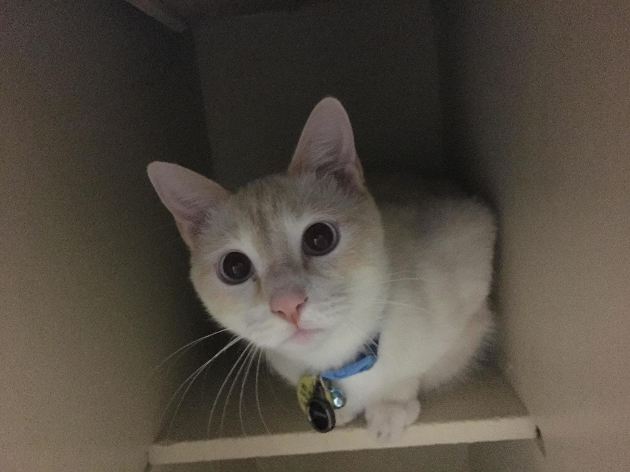 Recently Adopted George. Cutest Asshole I Ve Ever Known