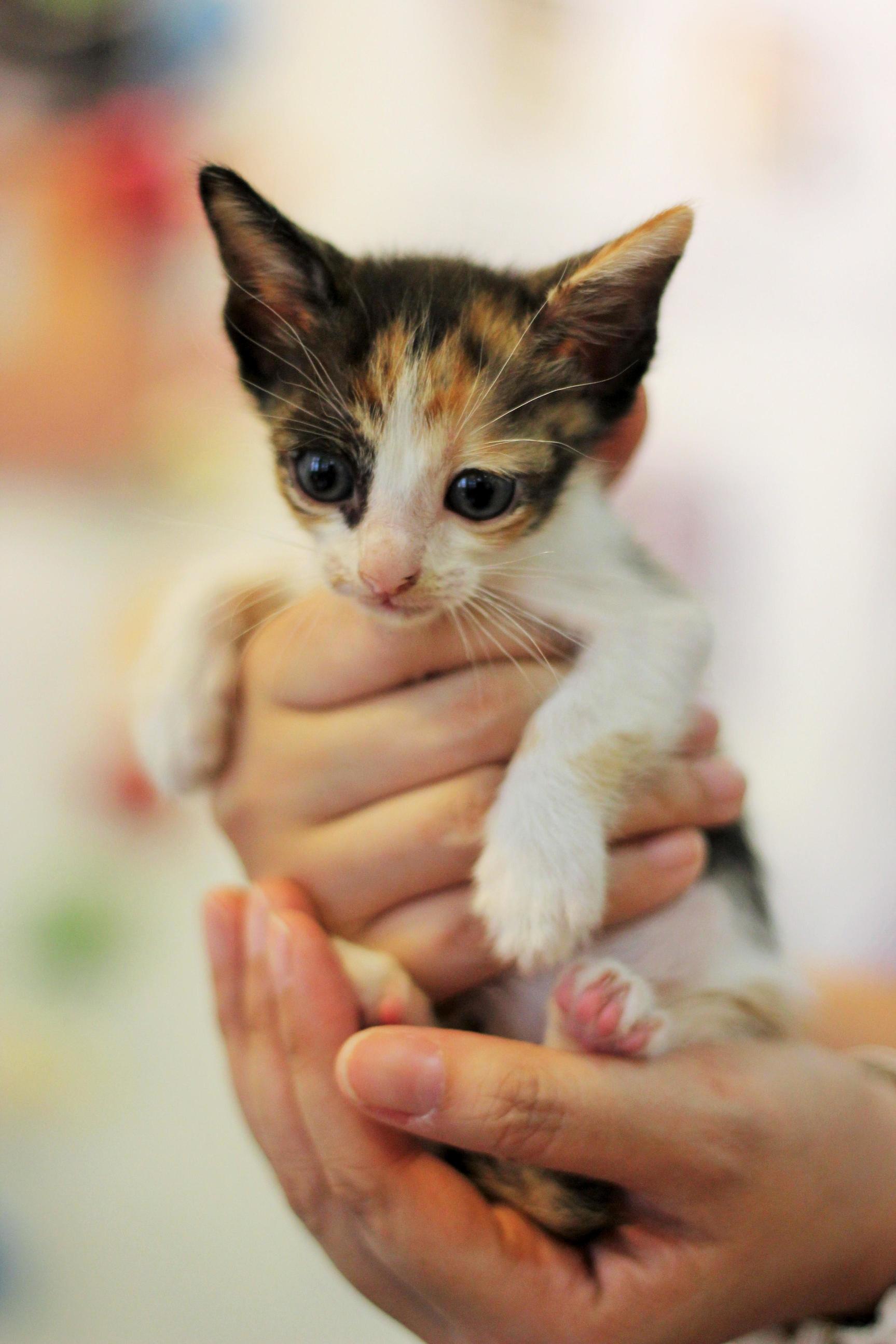 Rescued Kitten Oc 3456 X 5184